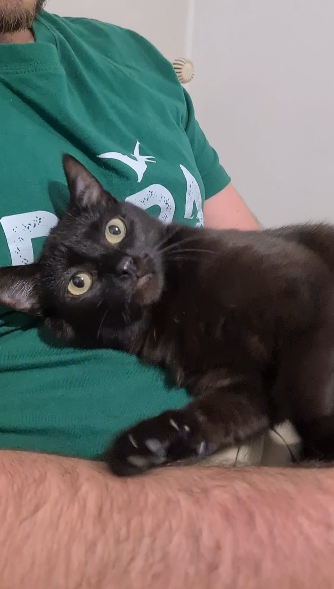 Photo de l'animal à adopté