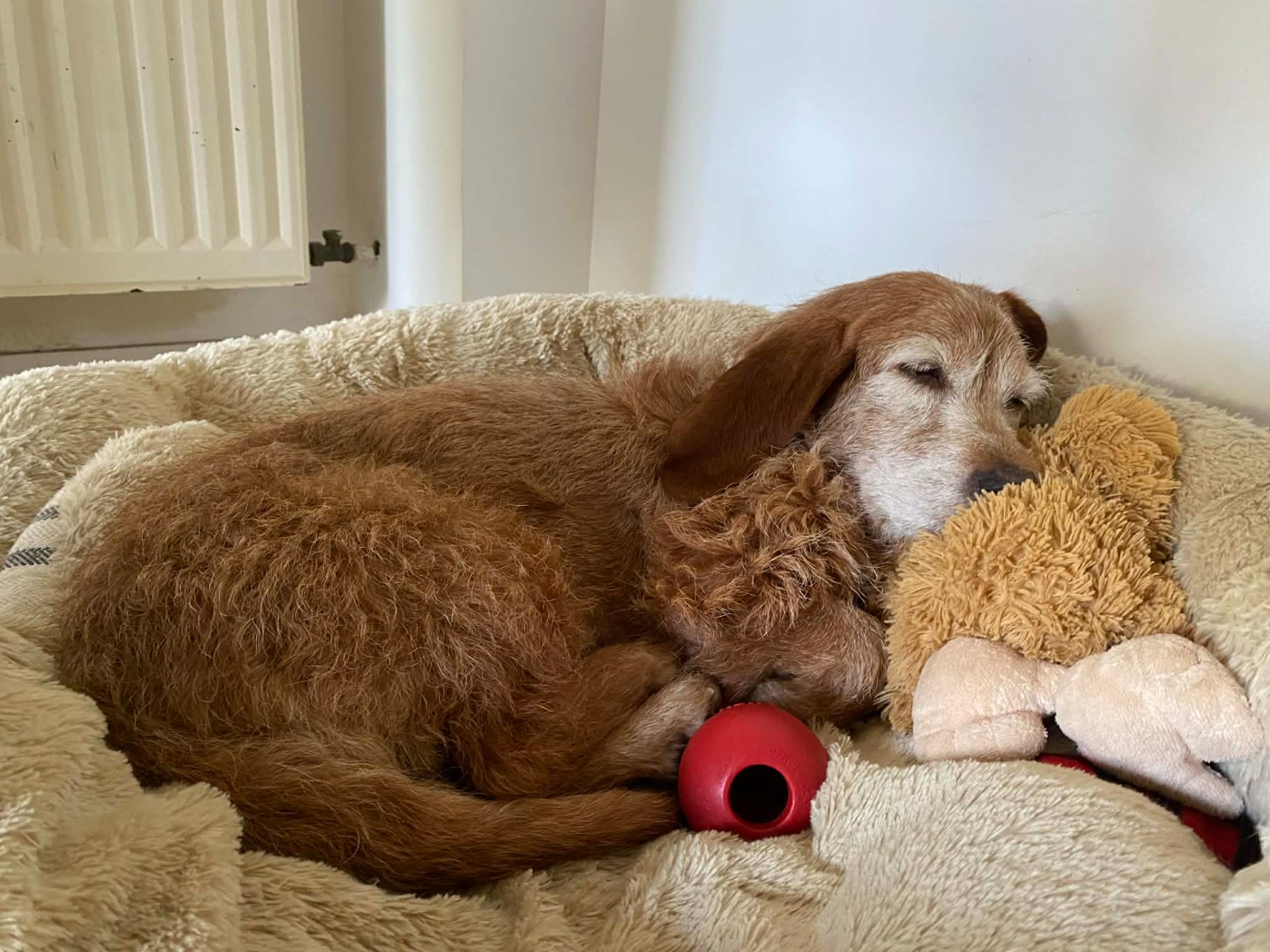 Photo de l'animal à adopté