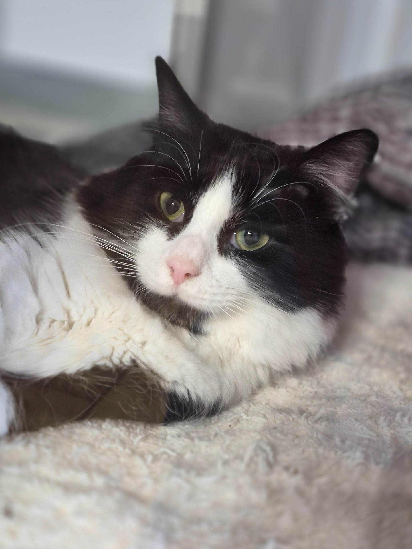 Photo de l'animal à adopté
