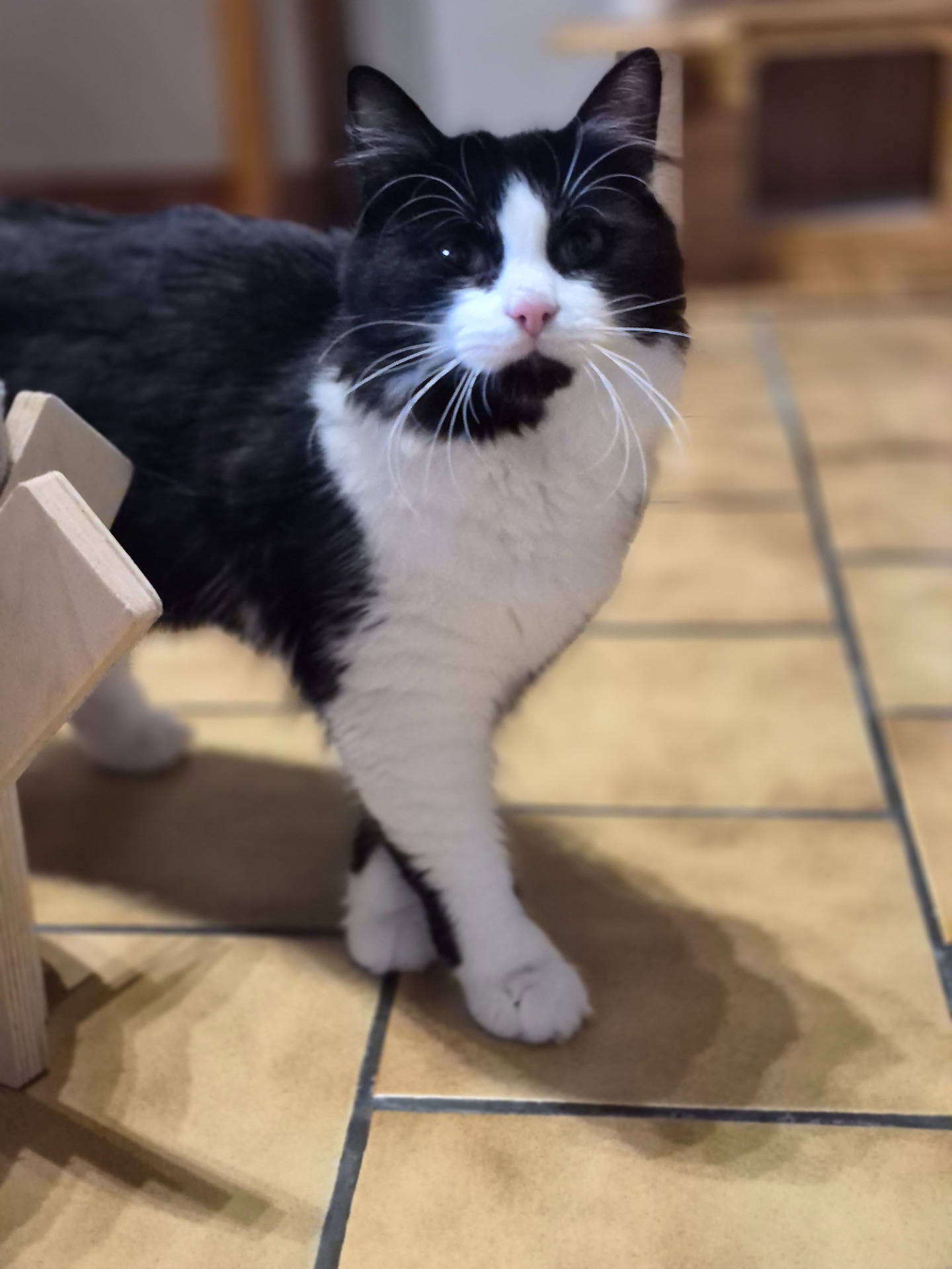 Photo de l'animal à adopté