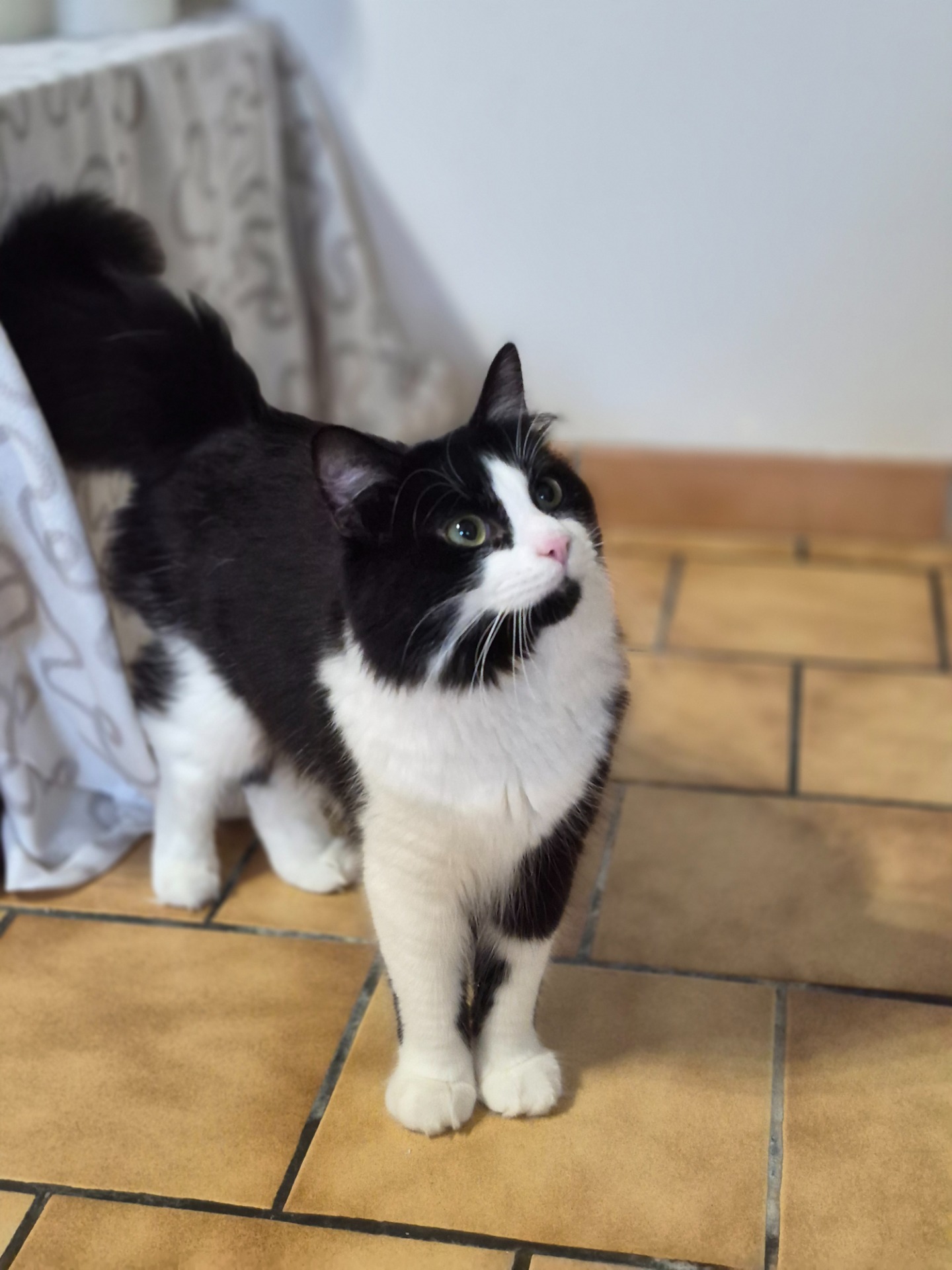 Photo de l'animal à adopté