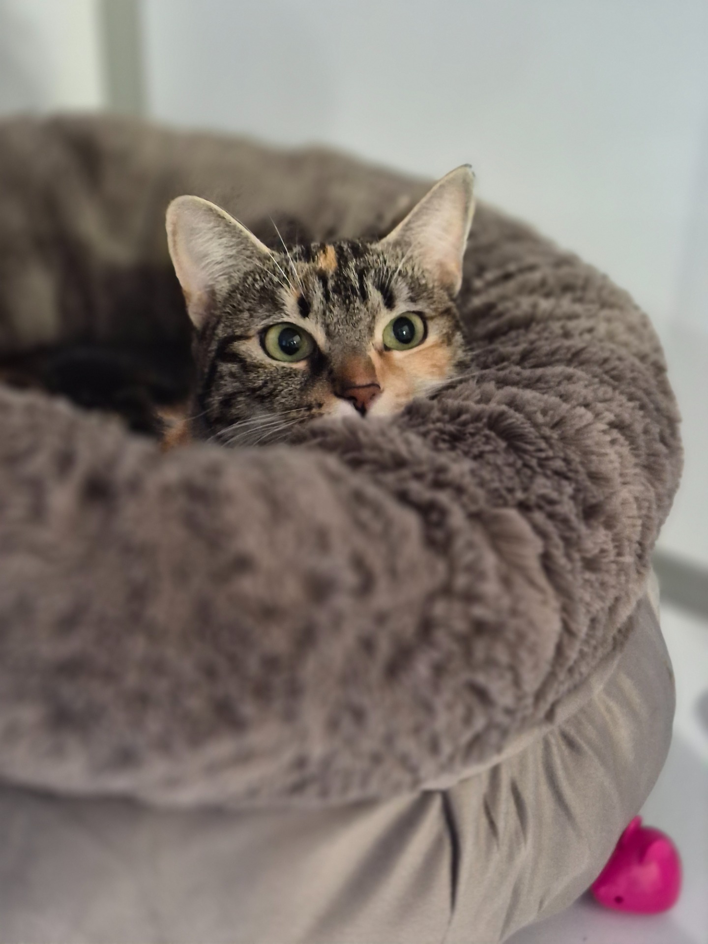 Photo de l'animal à adopté