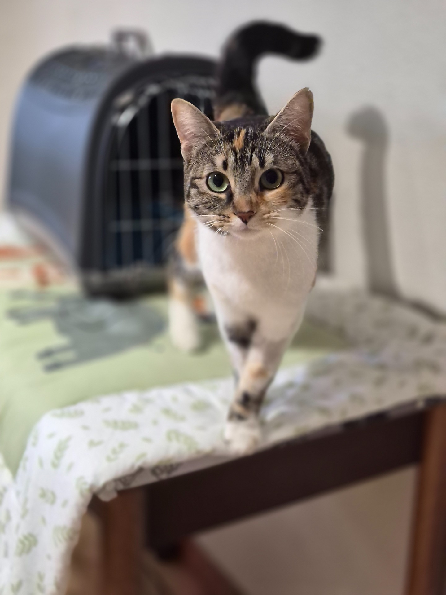 Photo de l'animal à adopté