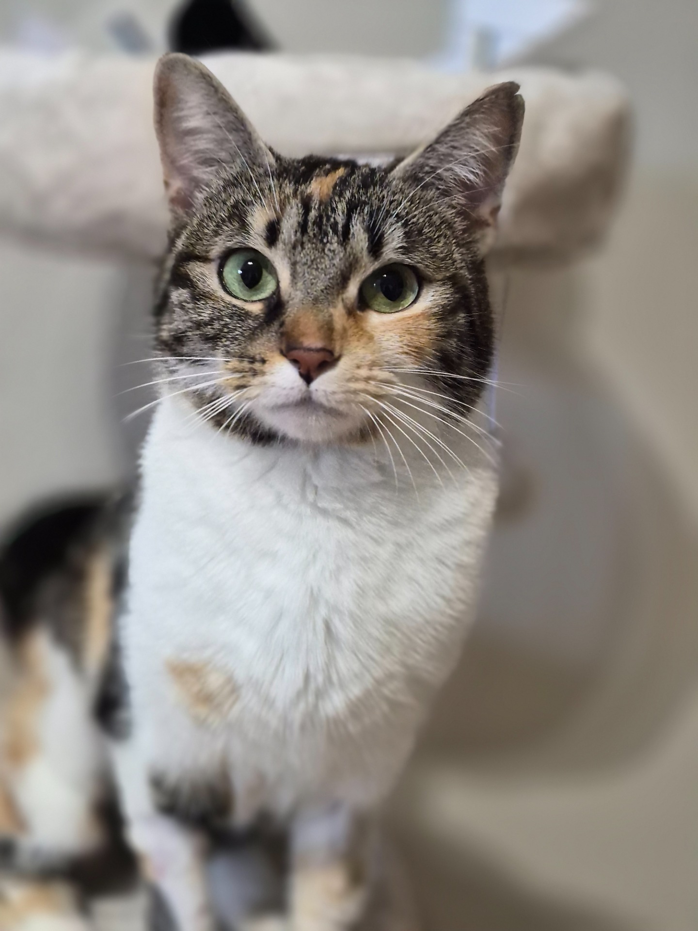 Photo de l'animal à adopté