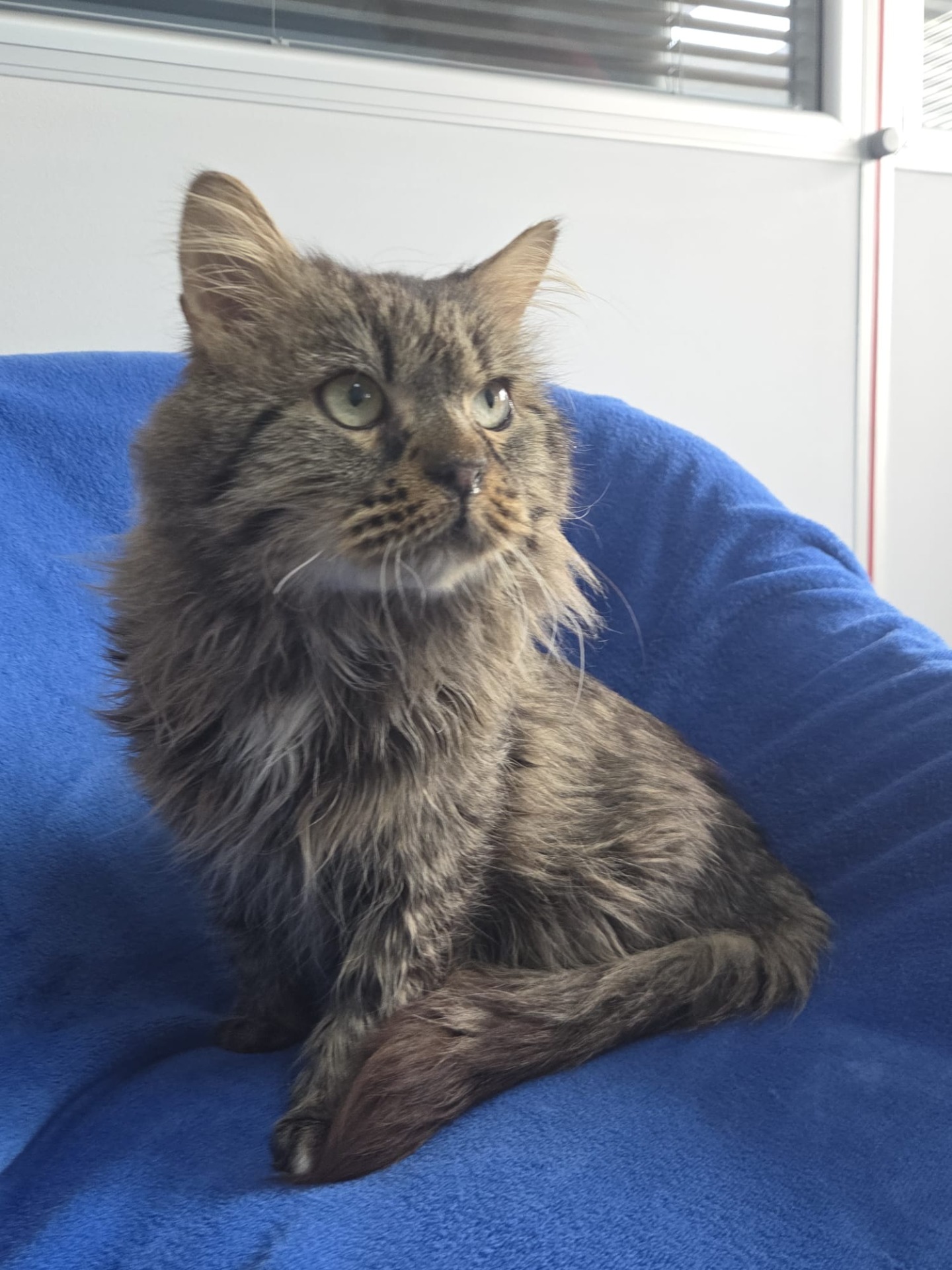 Photo de l'animal à adopté