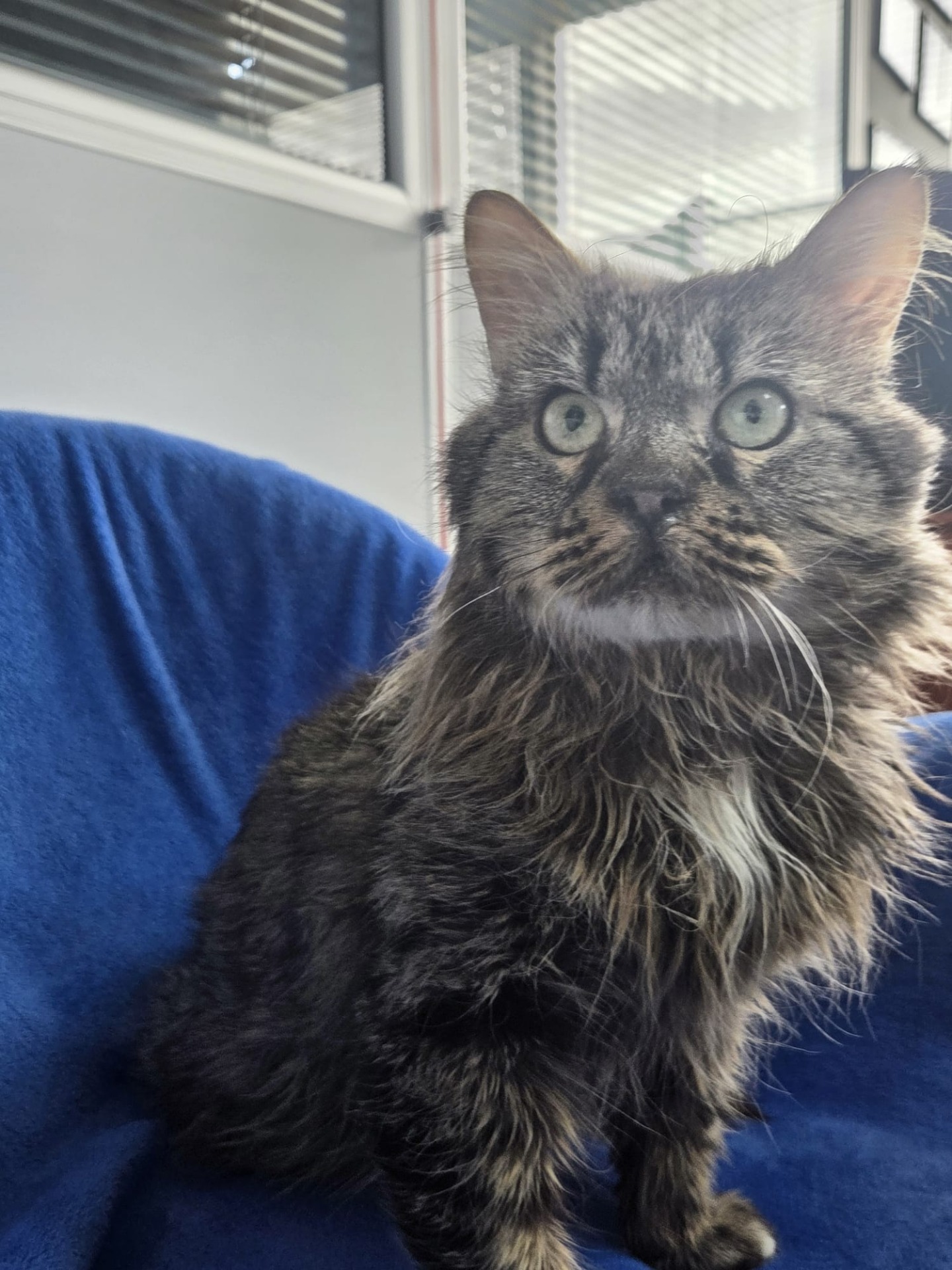 Photo de l'animal à adopté