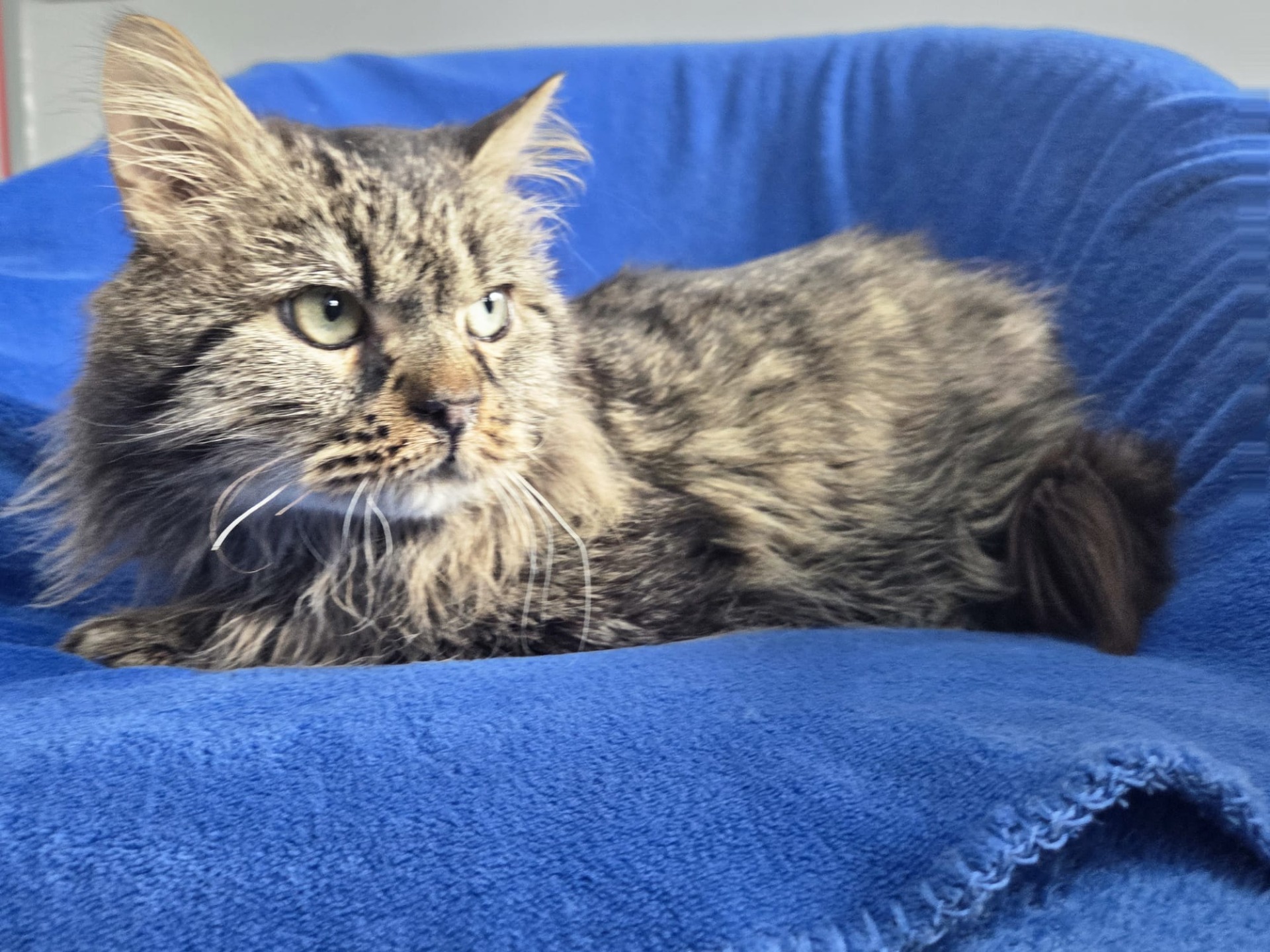 Photo de l'animal à adopté