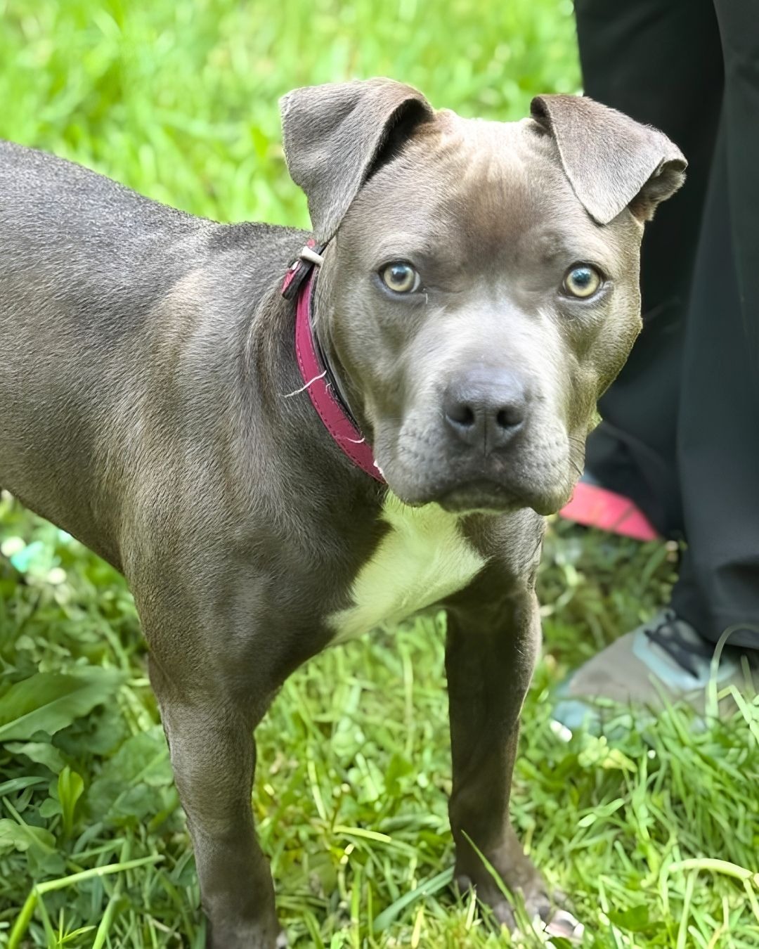 Photo de l'animal à adopté