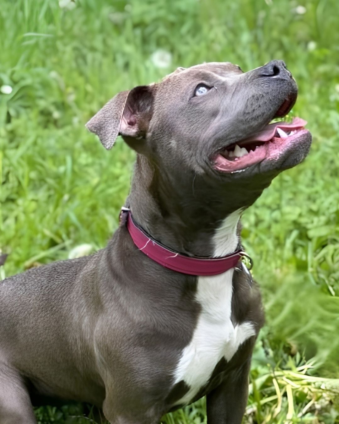 Photo de l'animal à adopté