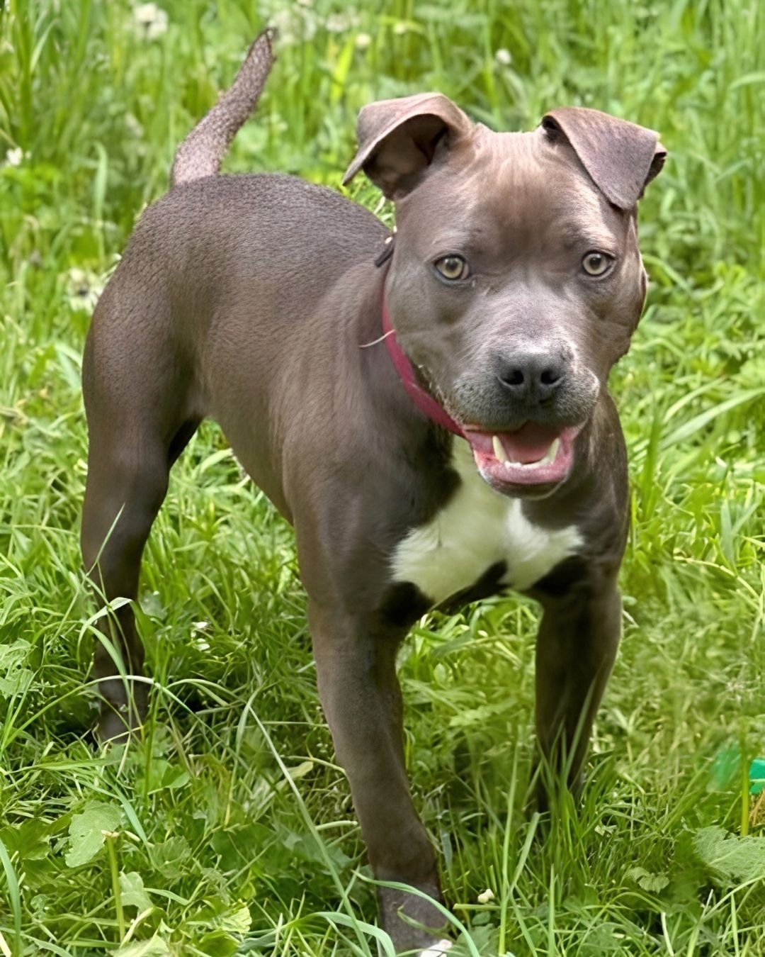 Photo de l'animal à adopté