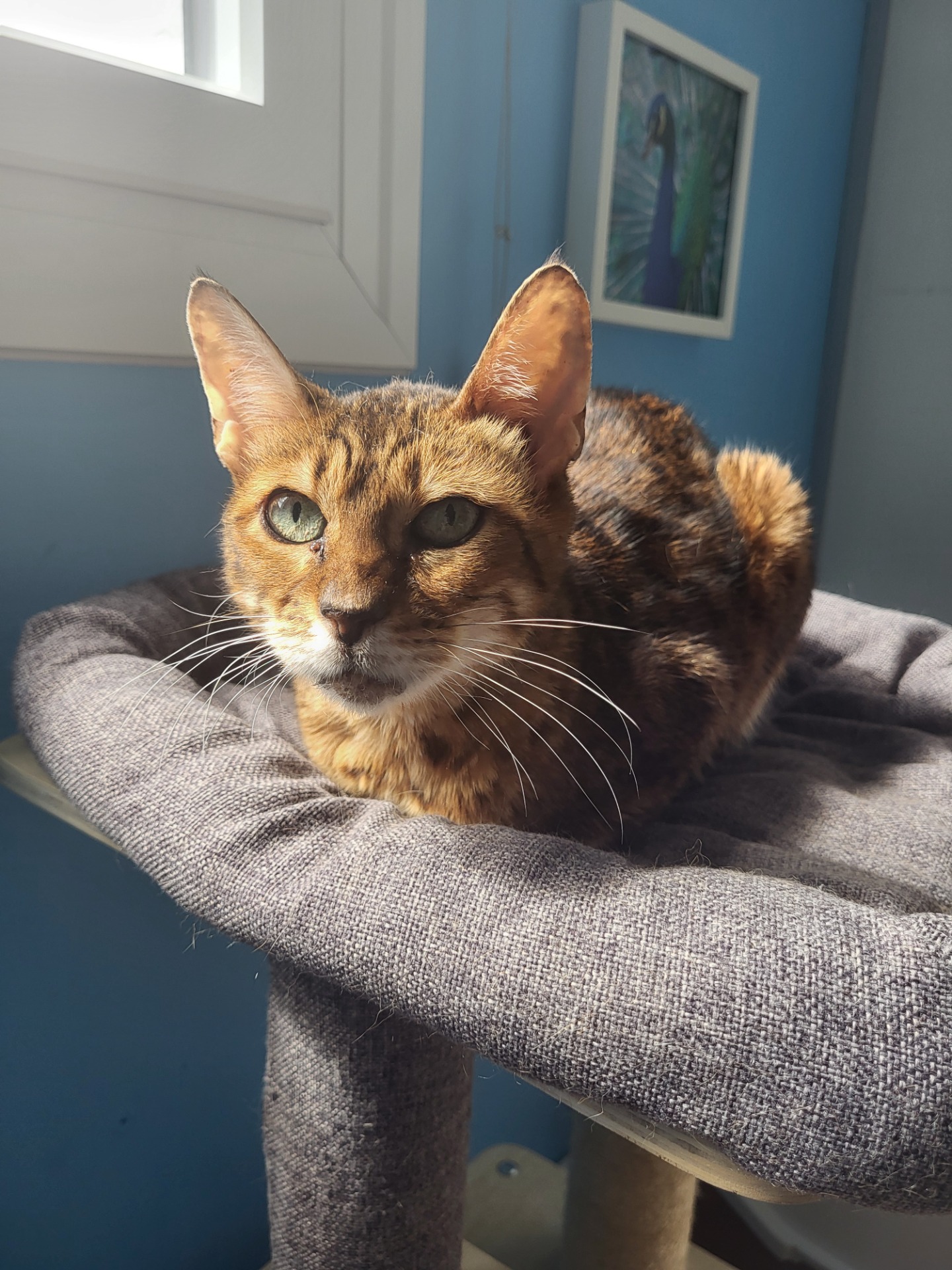 Photo de l'animal à adopté