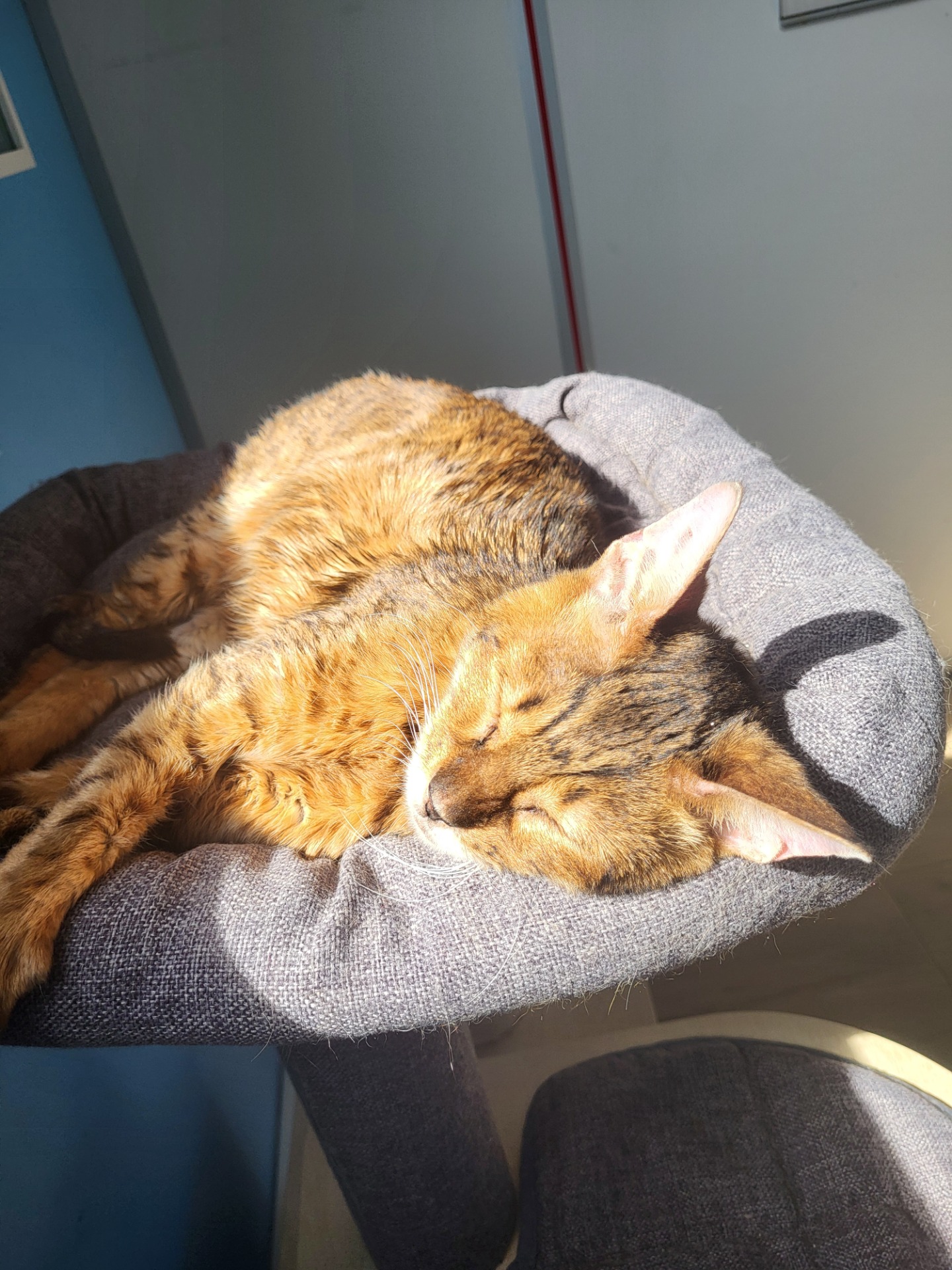Photo de l'animal à adopté