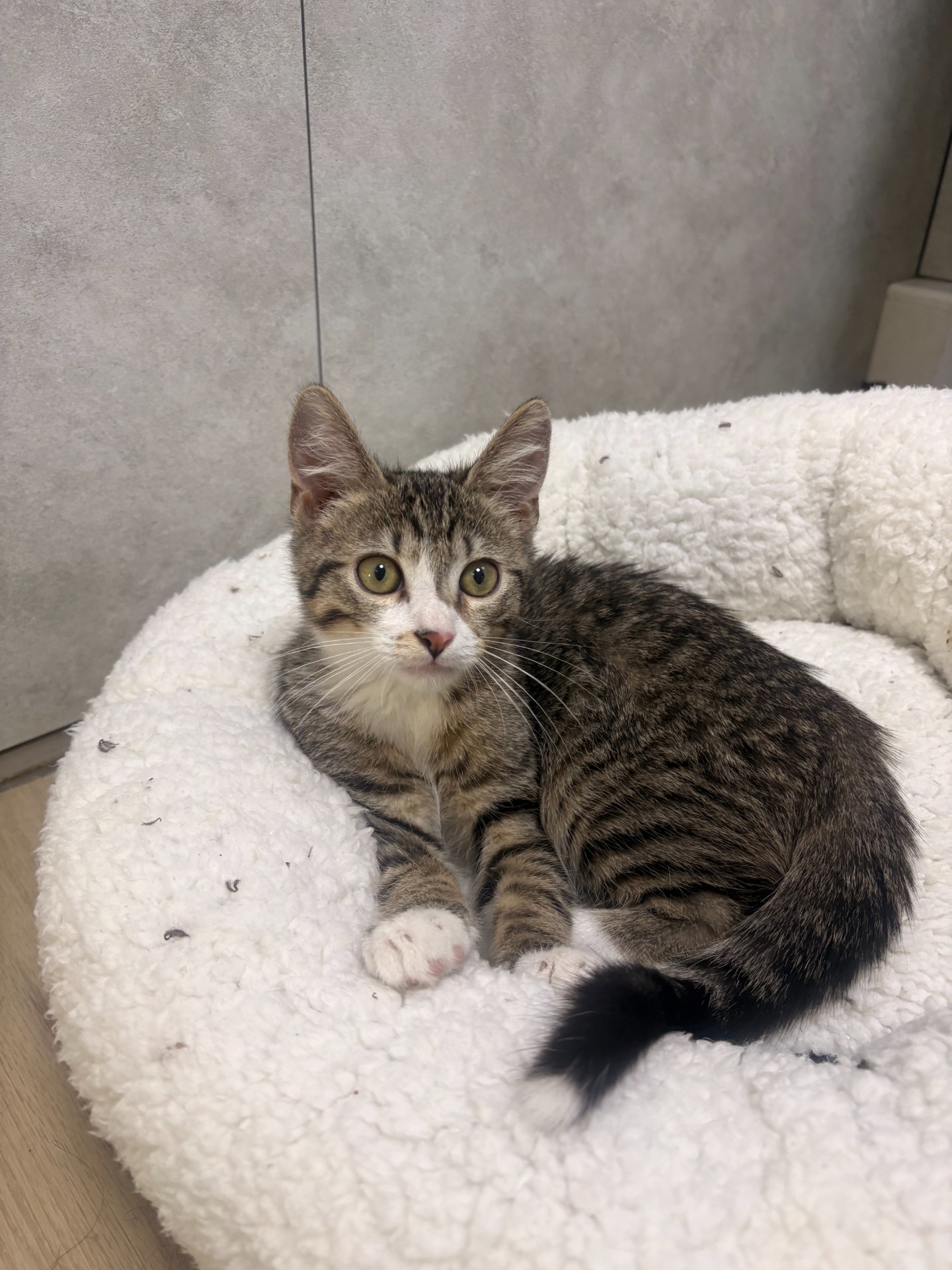 Photo de l'animal à adopté