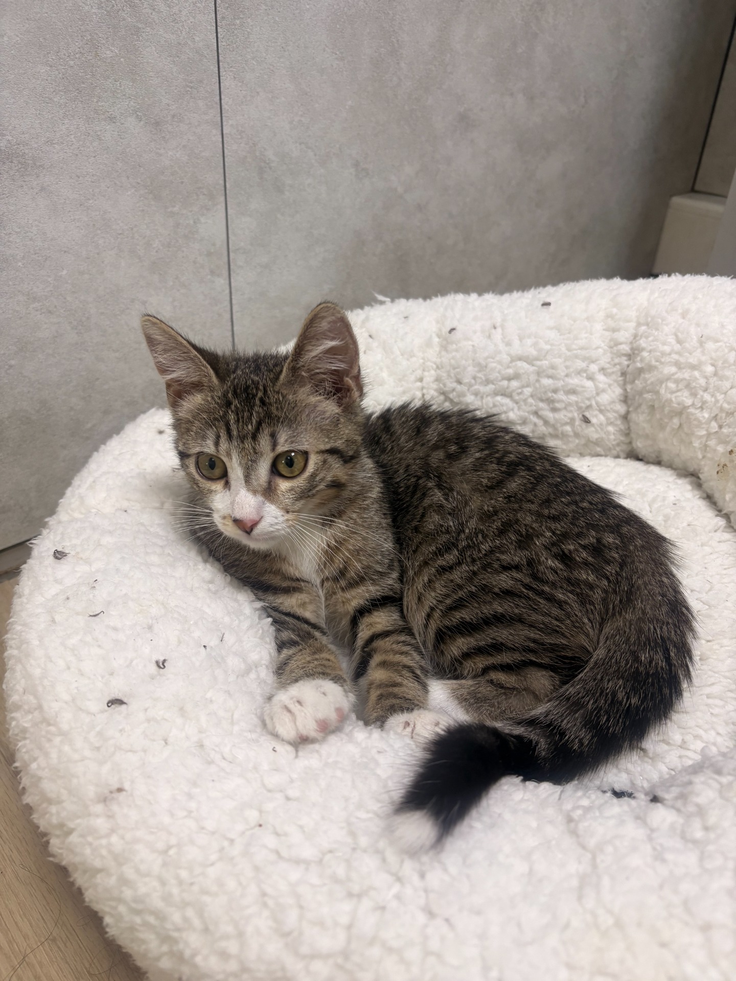 Photo de l'animal à adopté