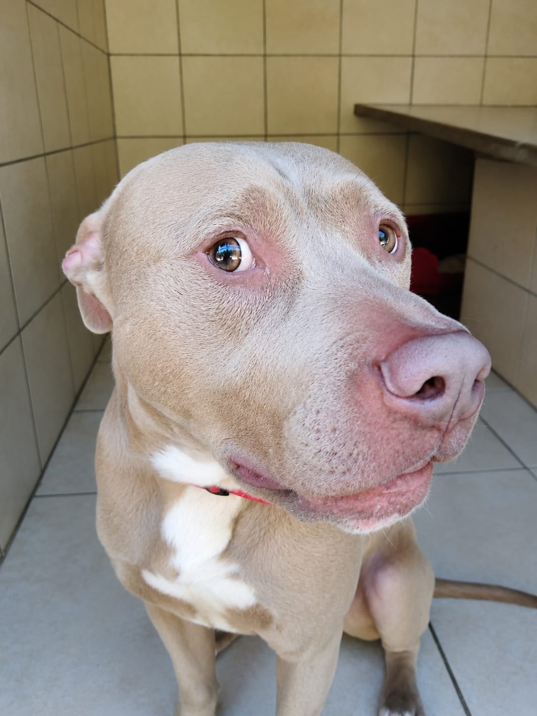 Photo de l'animal à adopté
