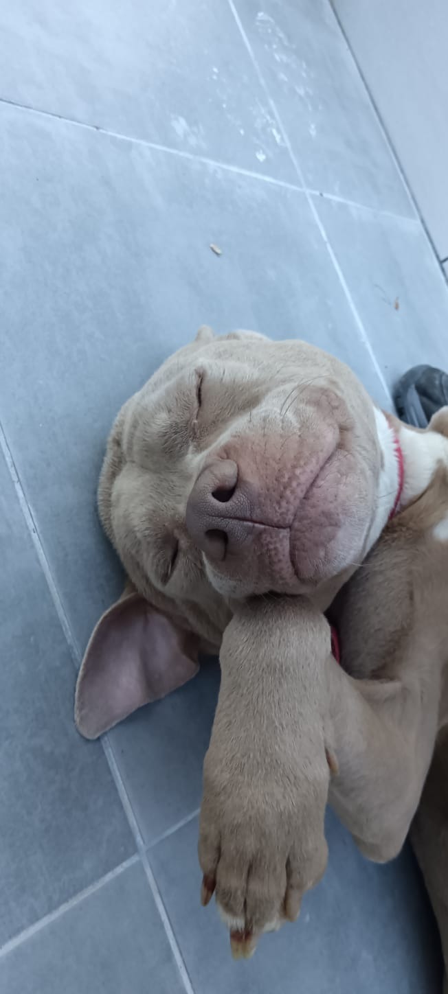 Photo de l'animal à adopté