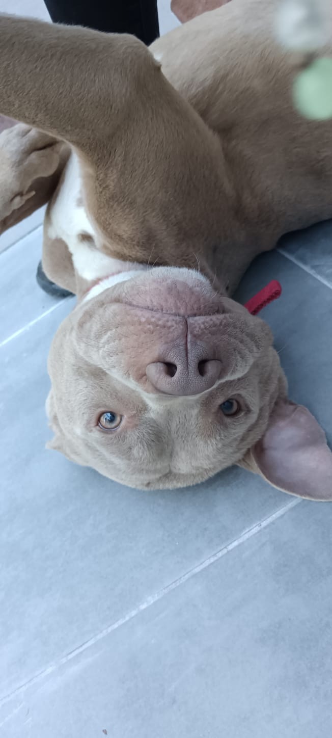 Photo de l'animal à adopté