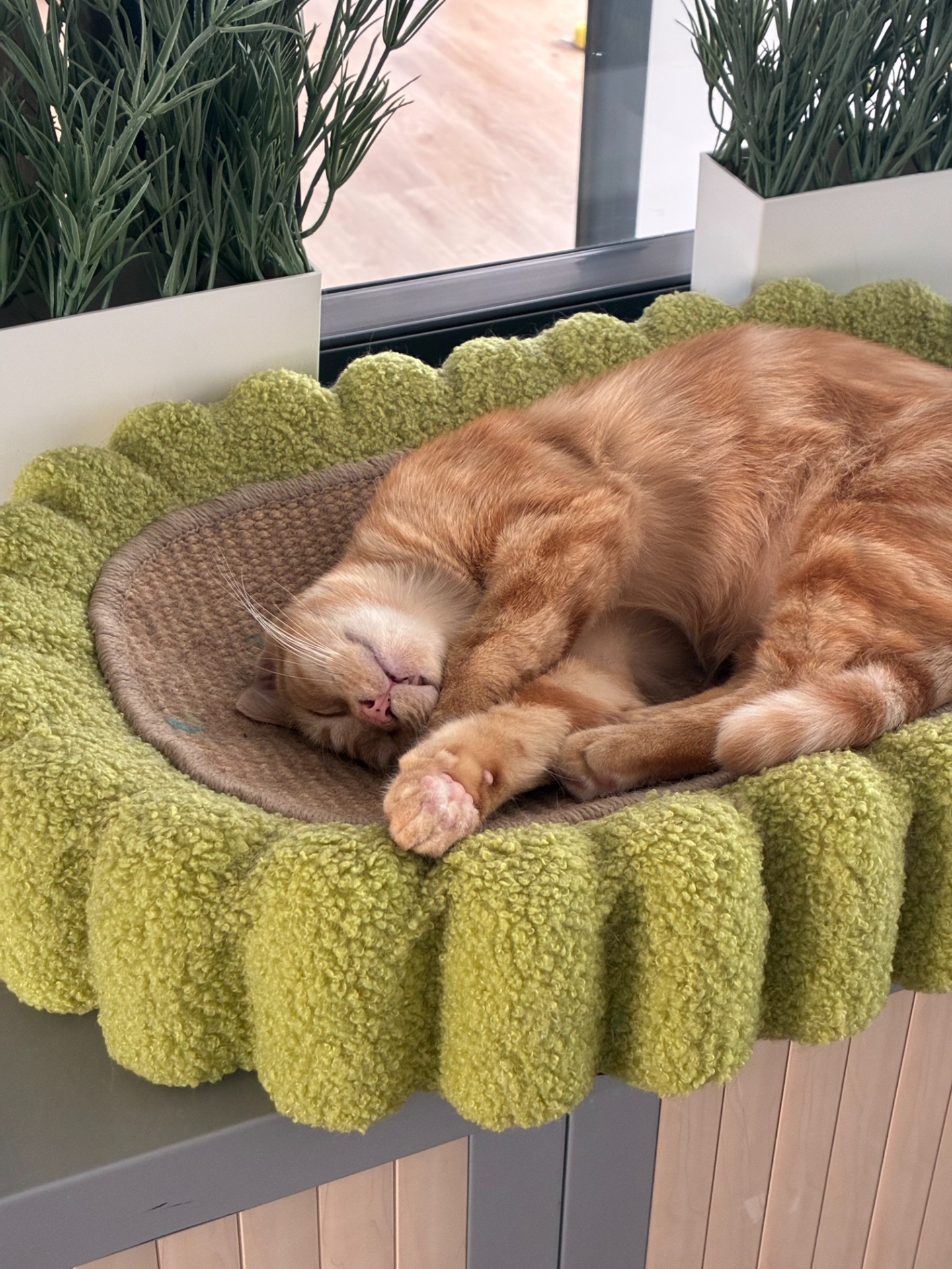 Photo de l'animal à adopté