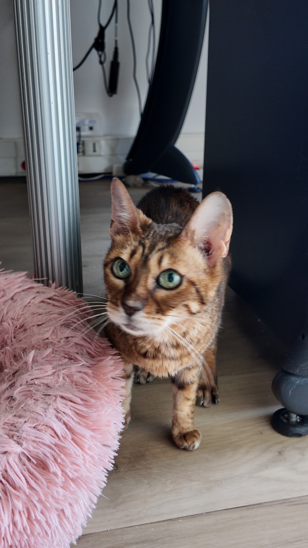Photo de l'animal à adopté