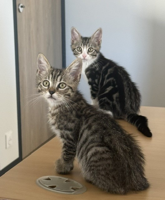 Photo de l'animal à adopté