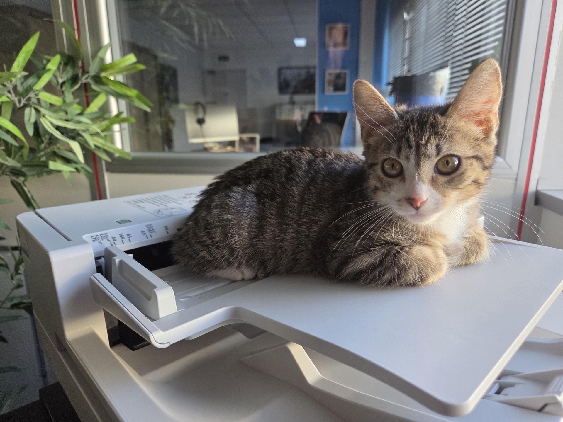 Photo de l'animal à adopté