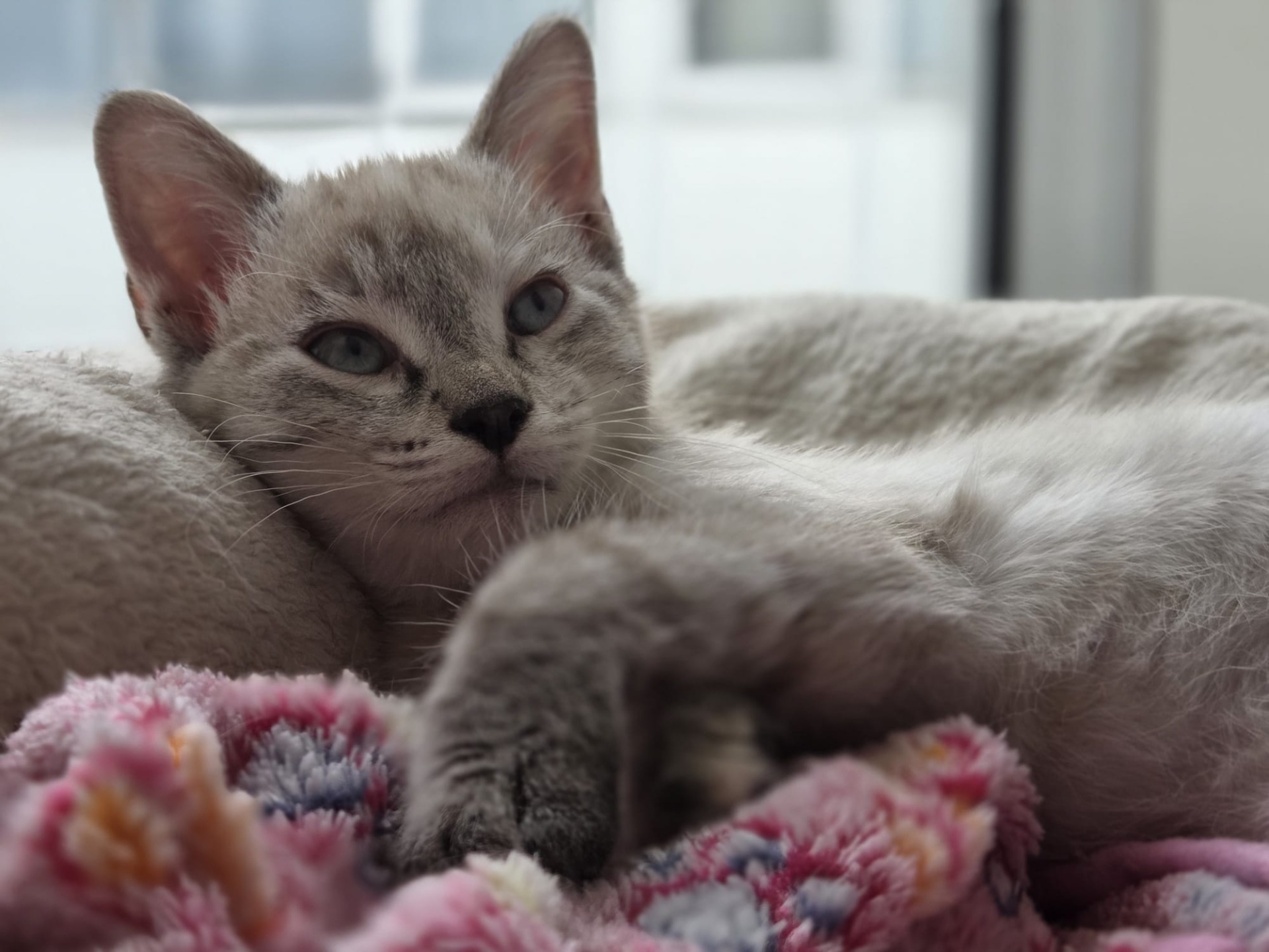 Photo de l'animal à adopté