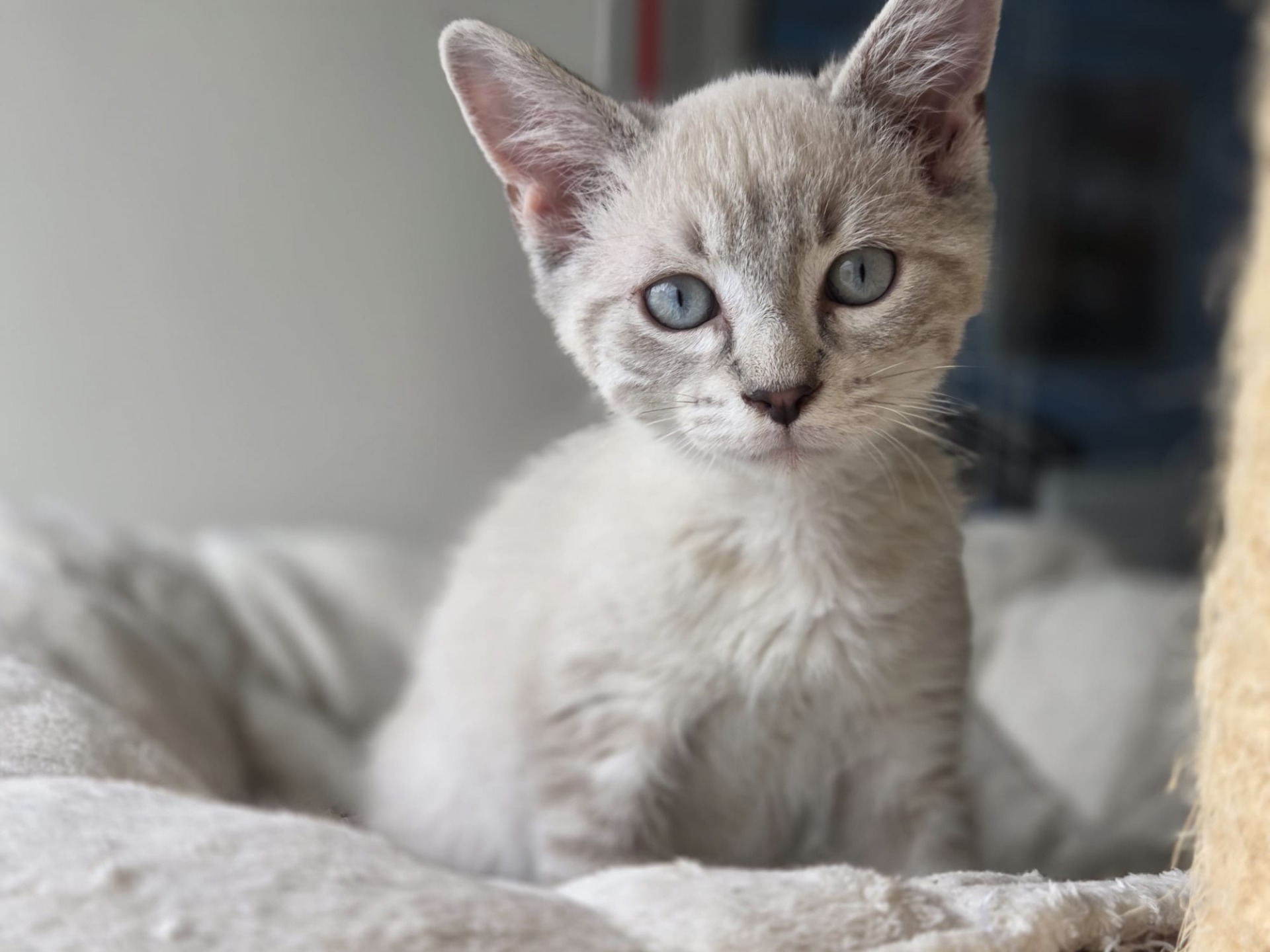 Photo de l'animal à adopté