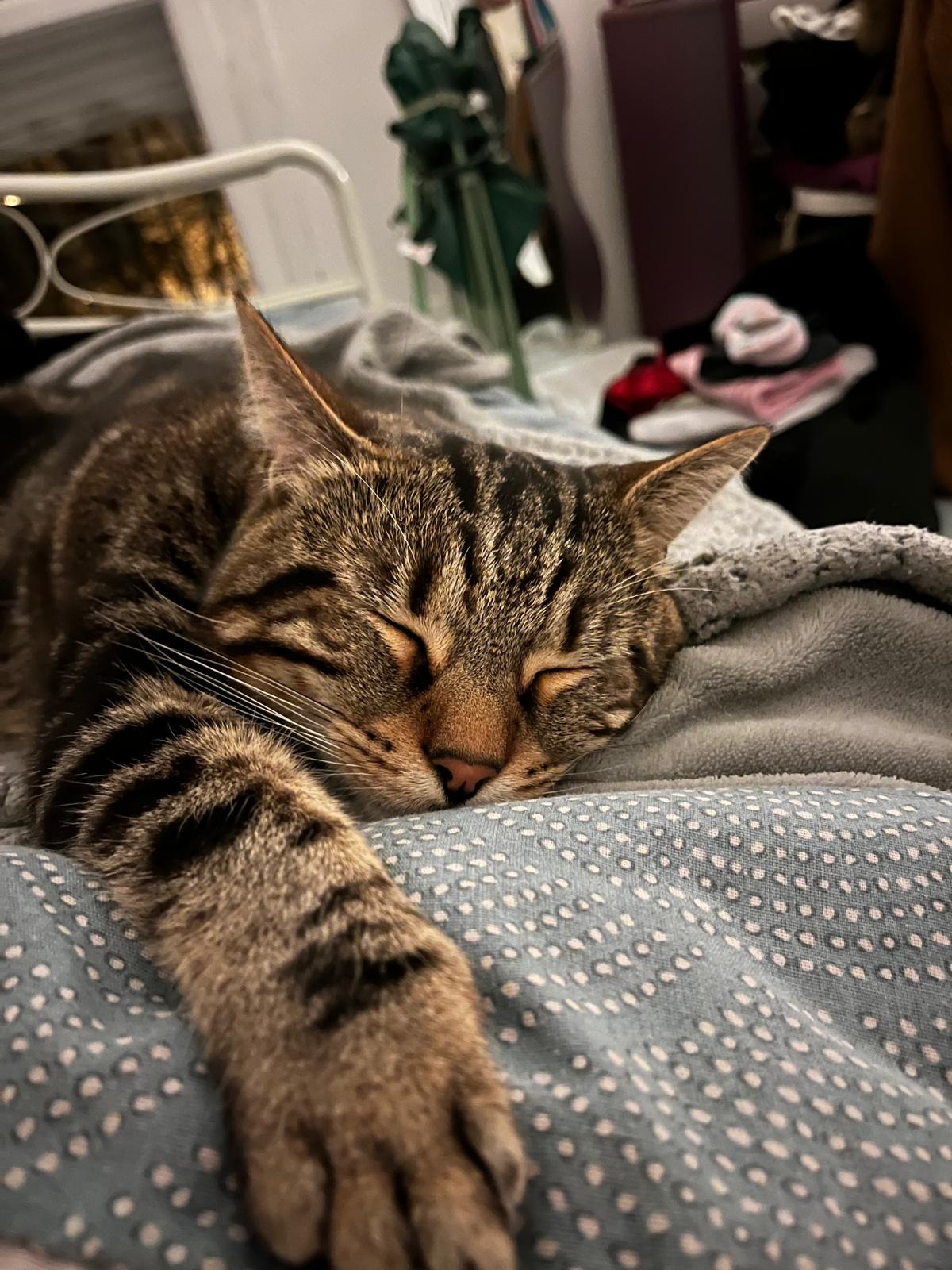 Photo de l'animal à adopté