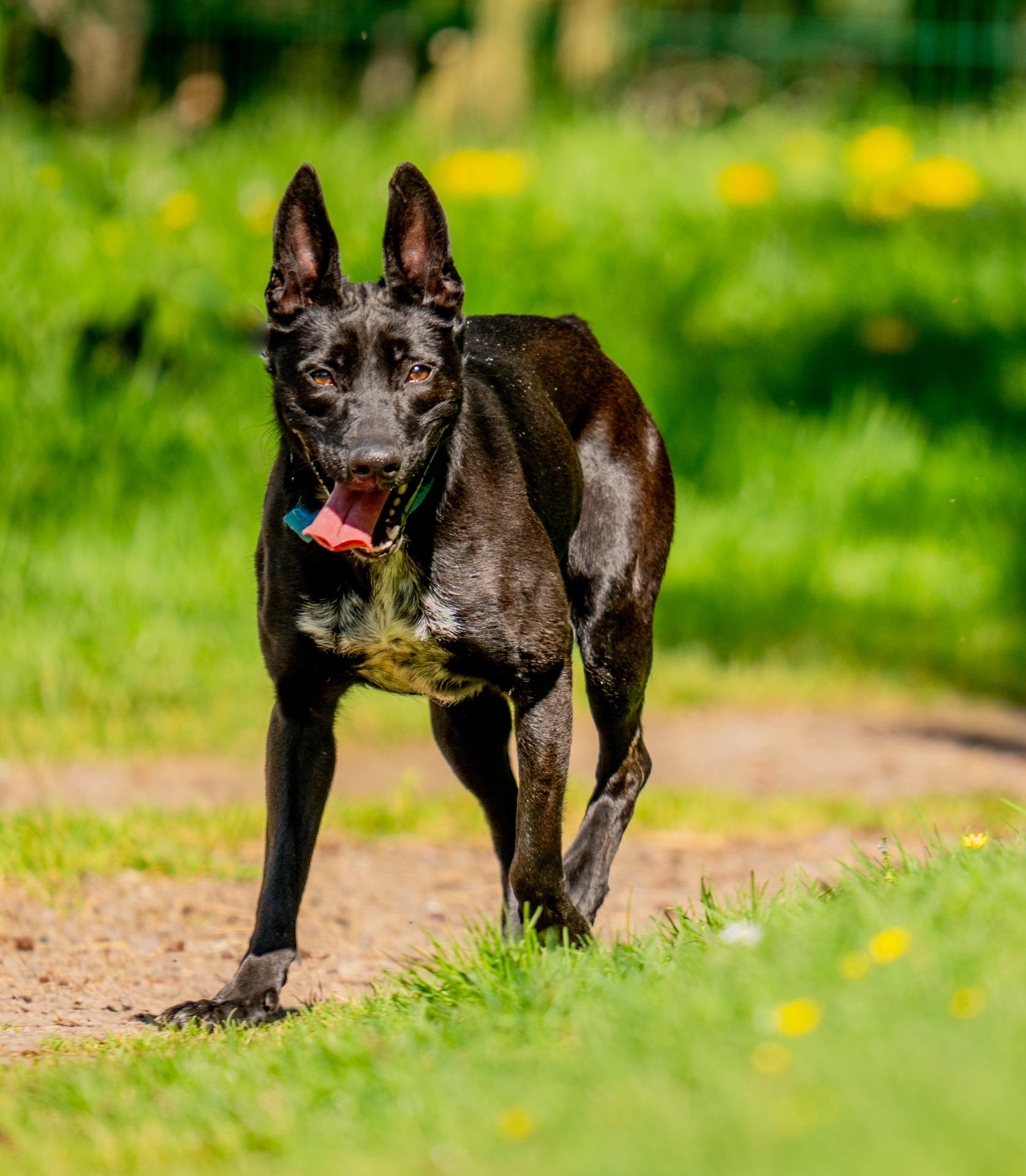 Photo de l'animal à adopté