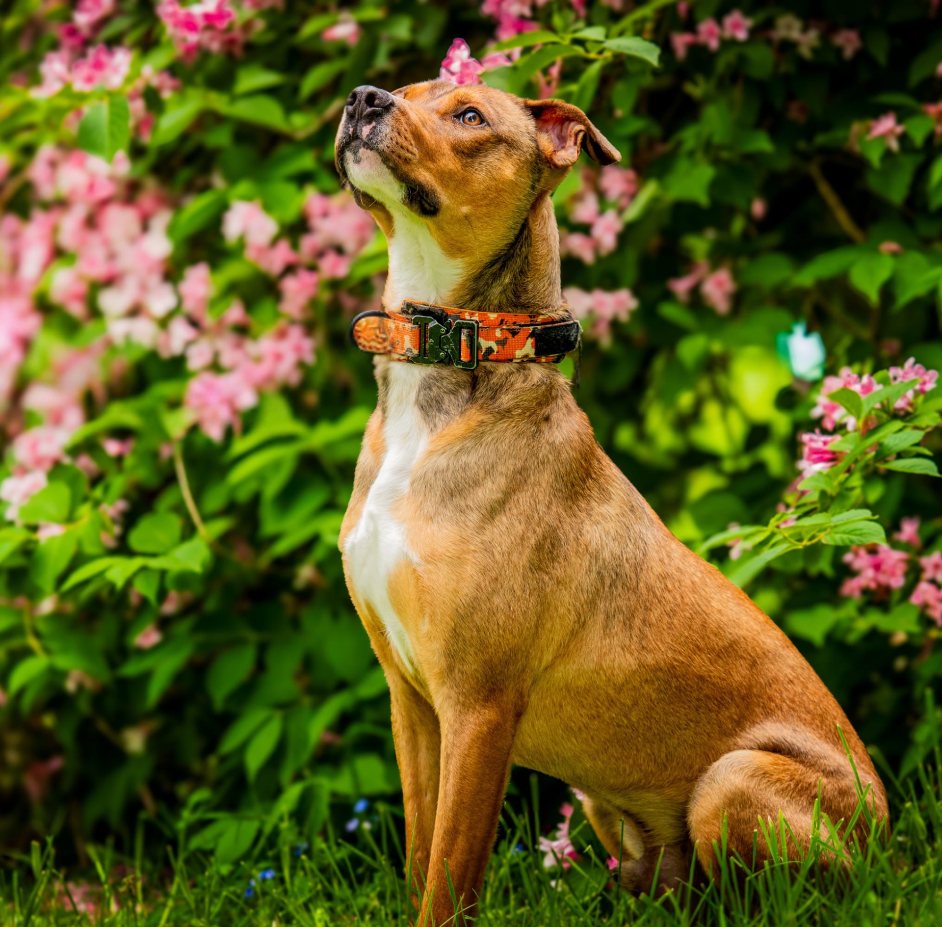 Photo de l'animal à adopté