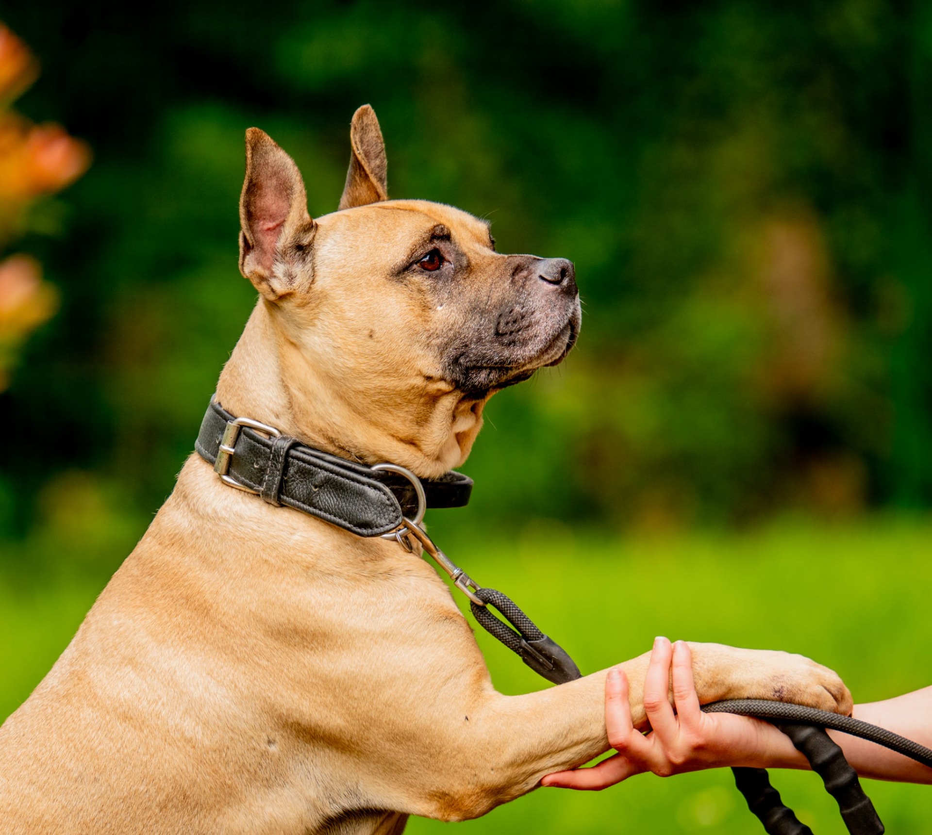 Photo de l'animal à adopté