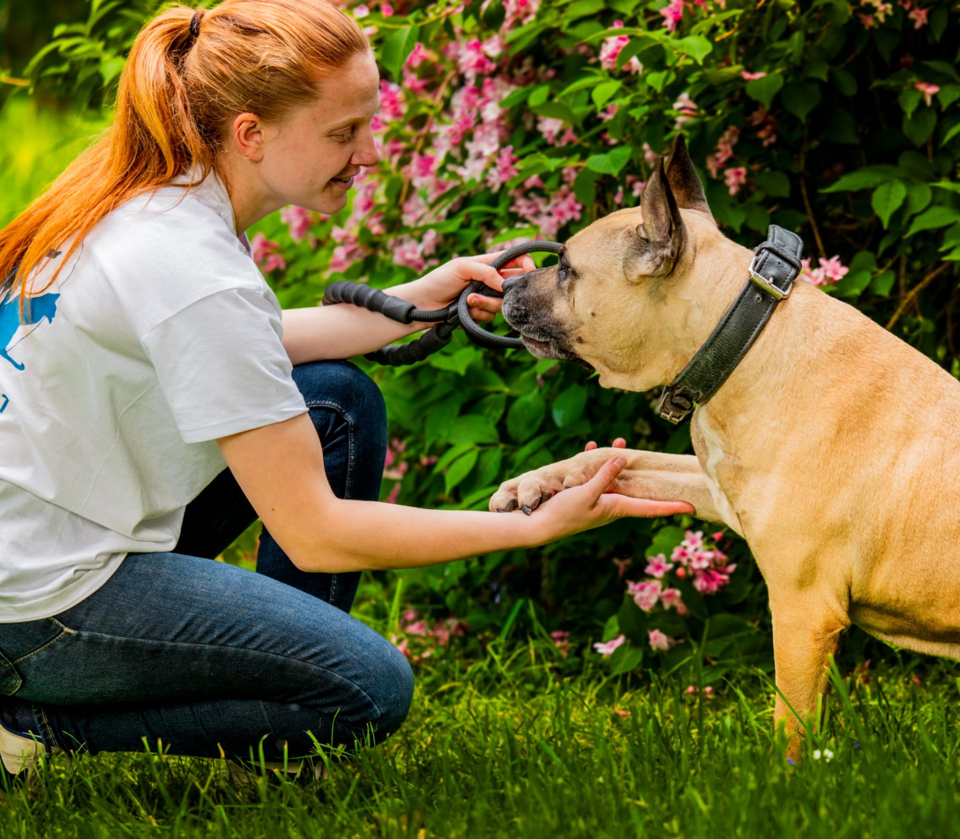 Photo de l'animal à adopté
