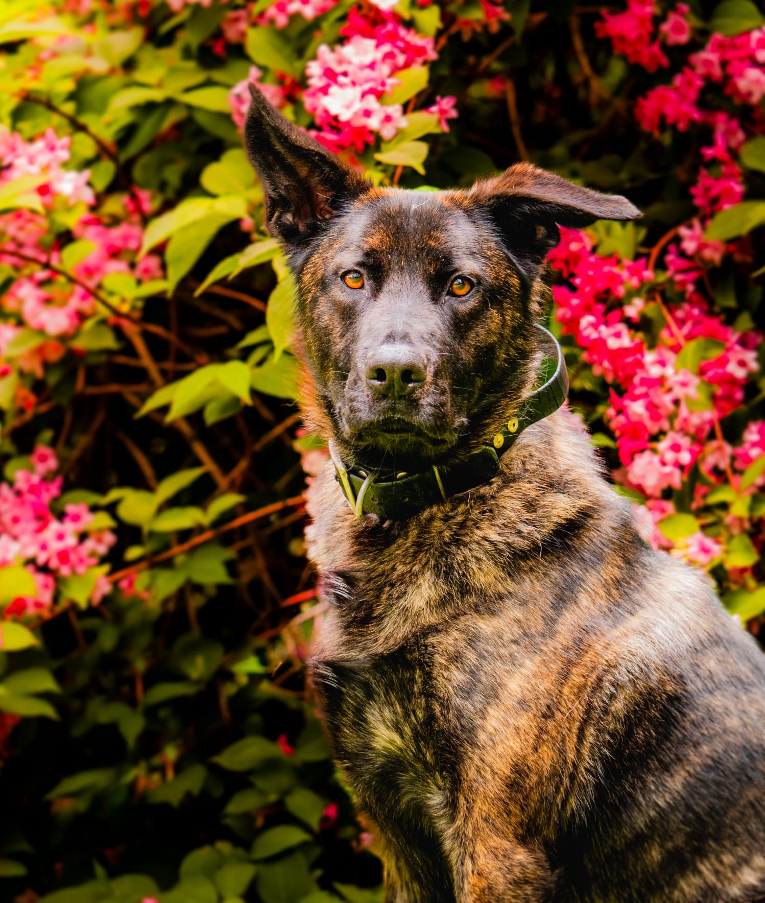 Photo de l'animal à adopté