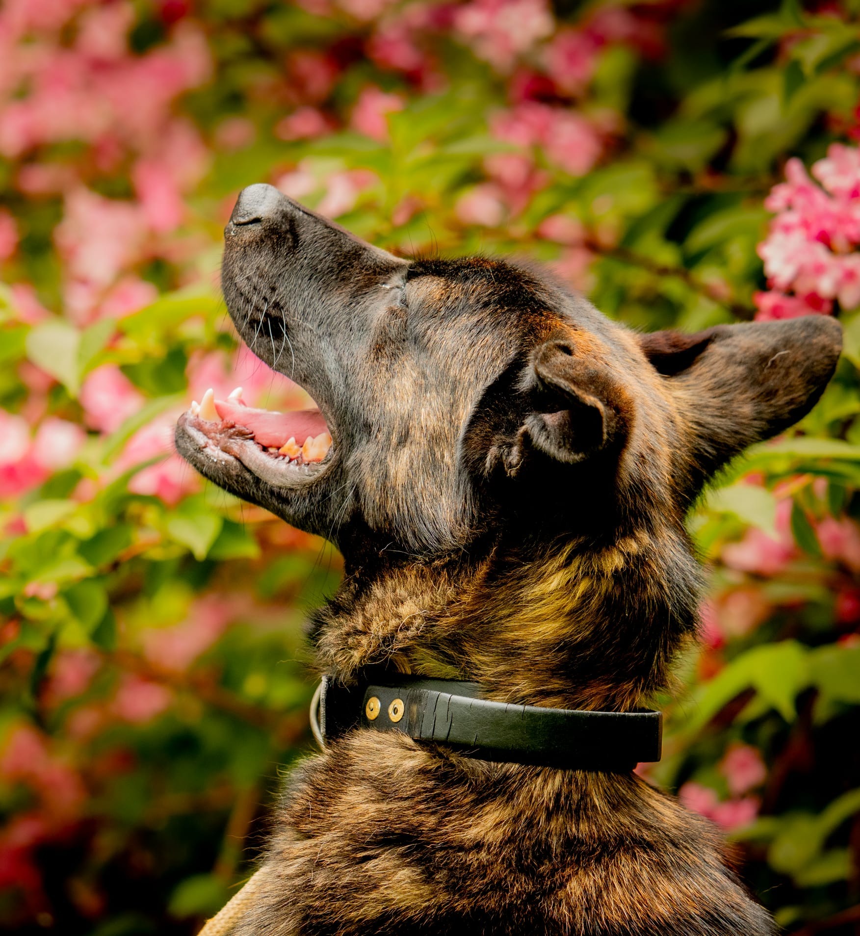 Photo de l'animal à adopté