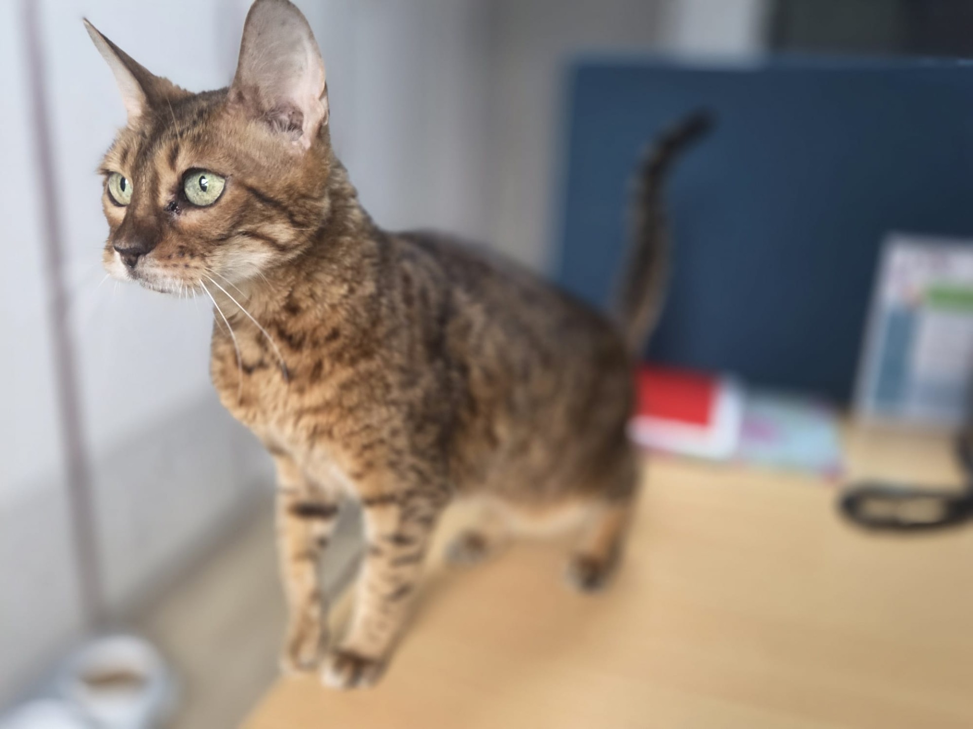 Photo de l'animal à adopté