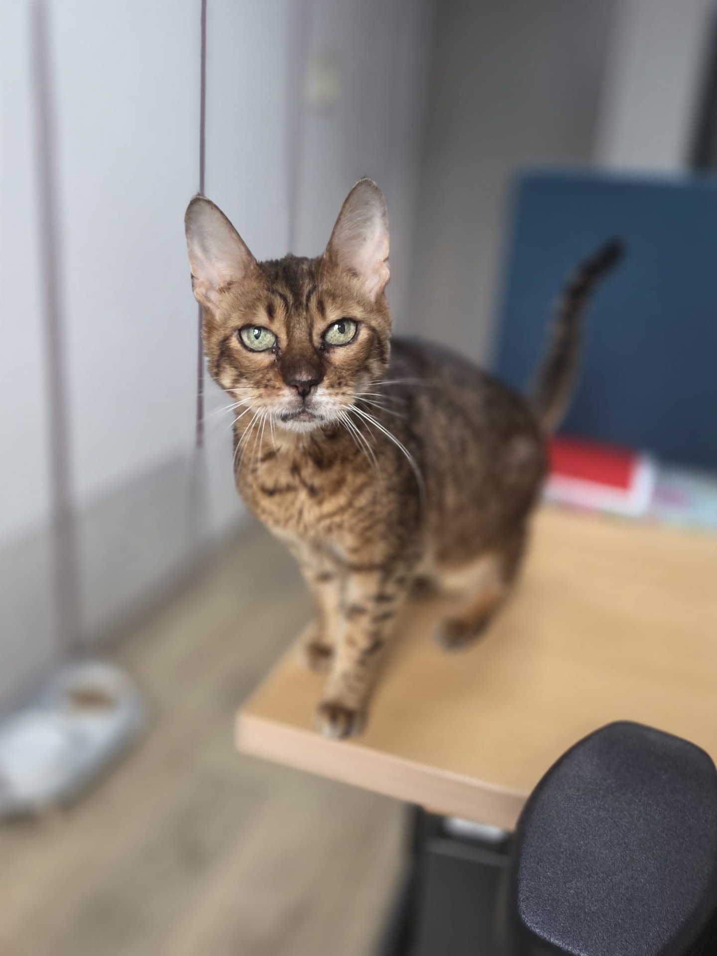 Photo de l'animal à adopté