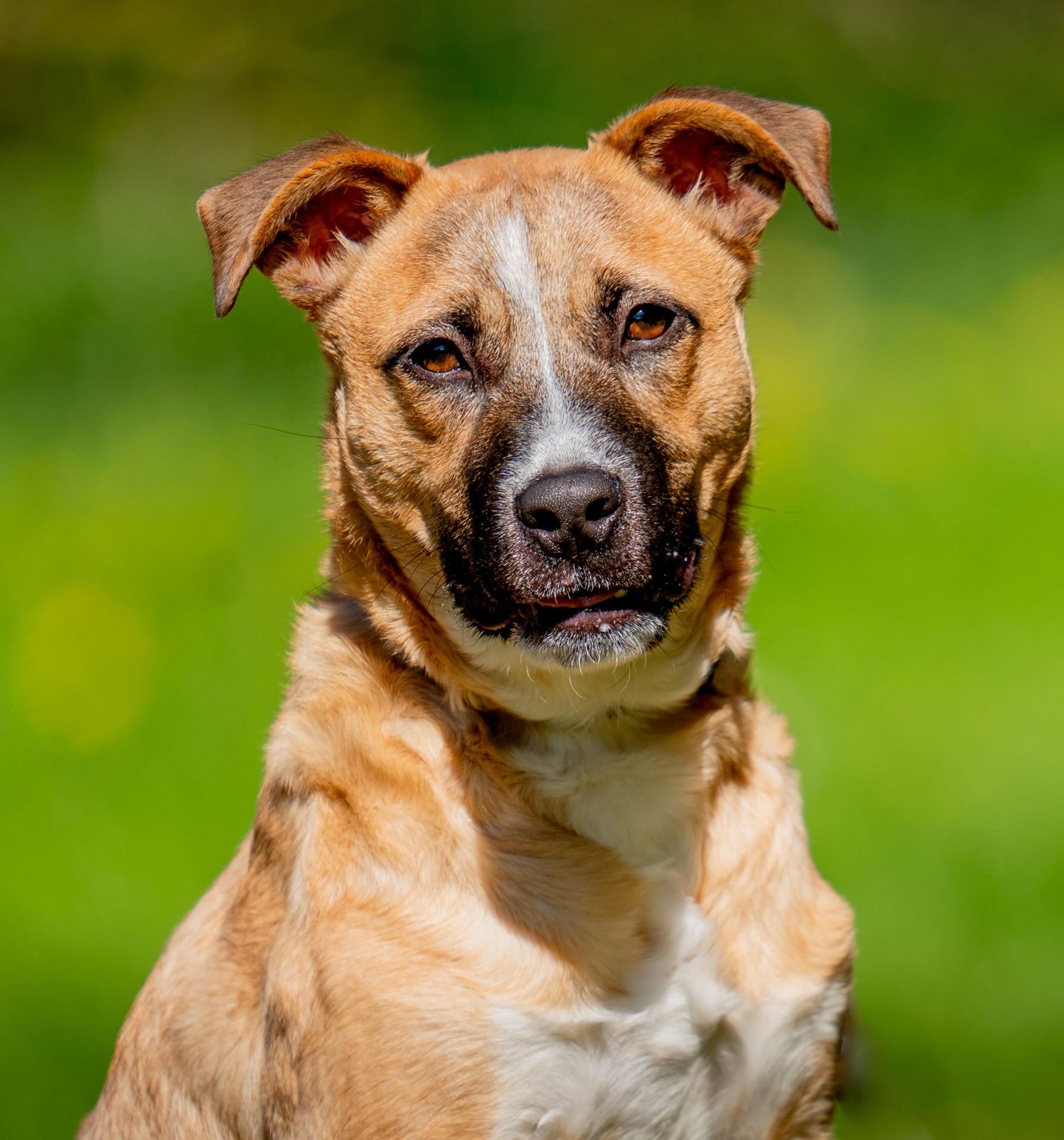 Photo de l'animal à adopté