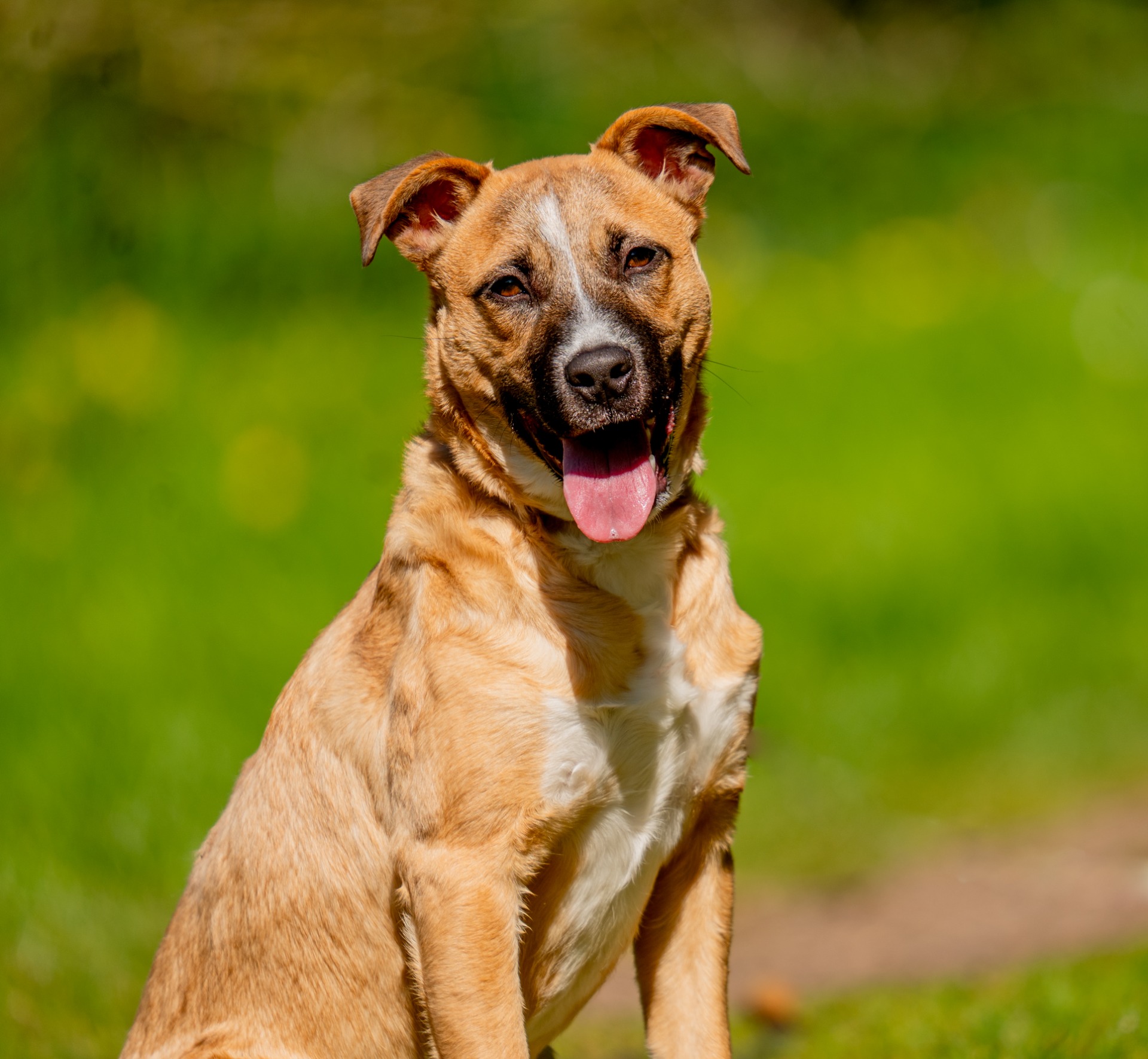 Photo de l'animal à adopté