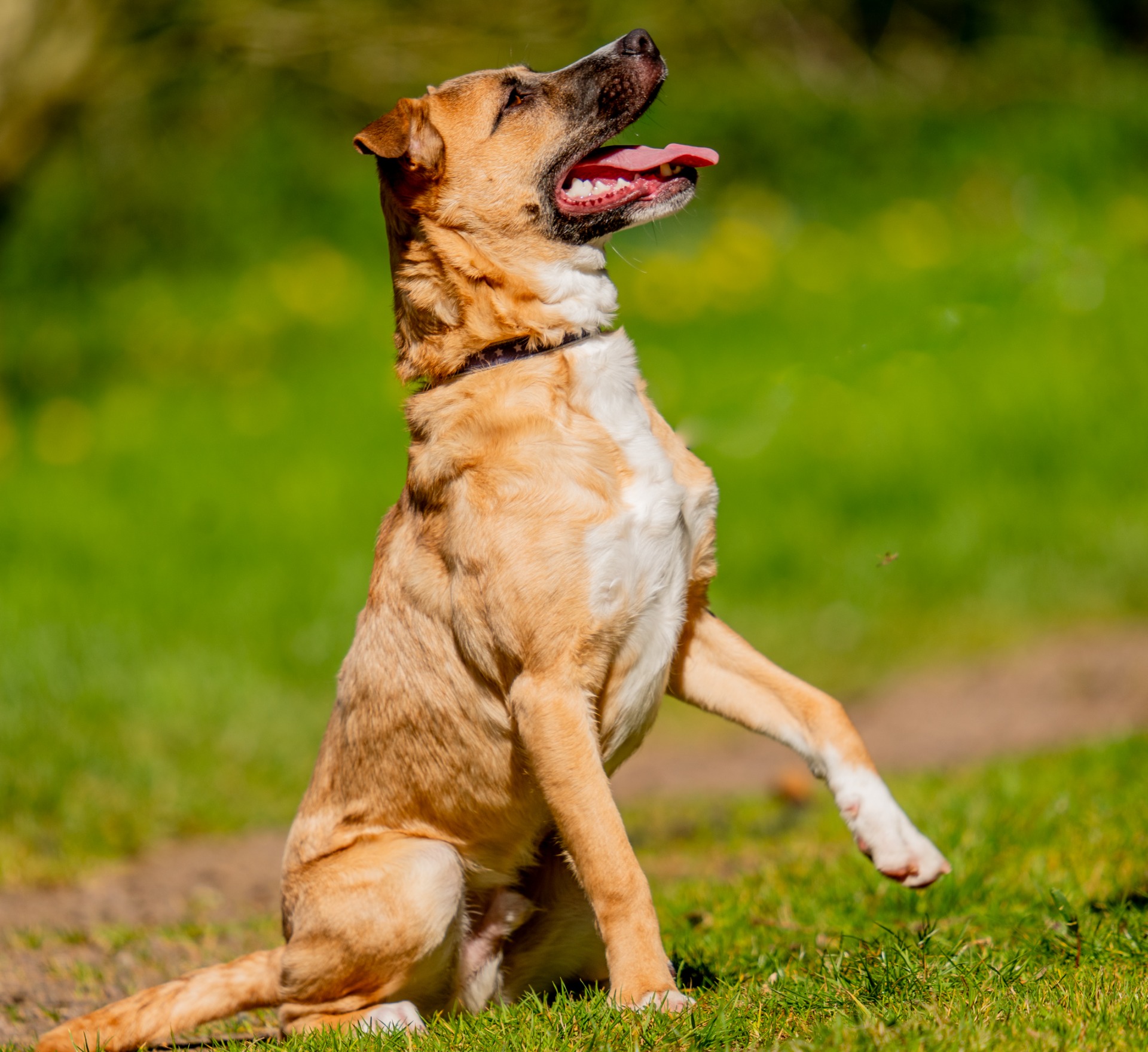 Photo de l'animal à adopté