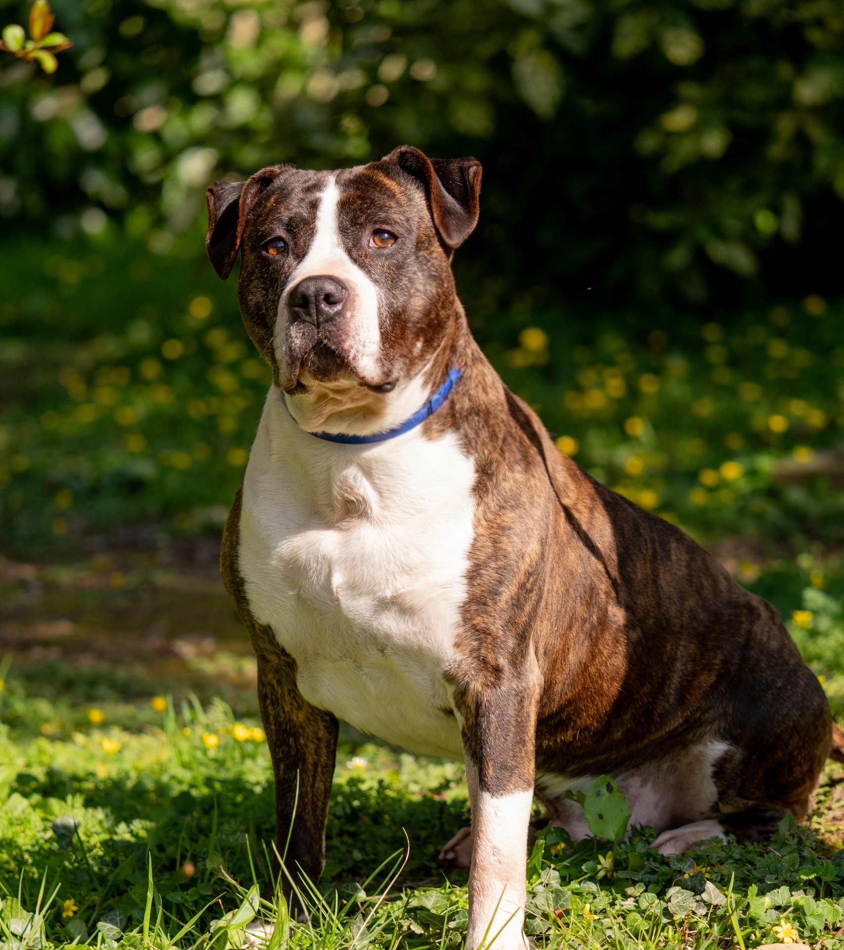 Photo de l'animal à adopté