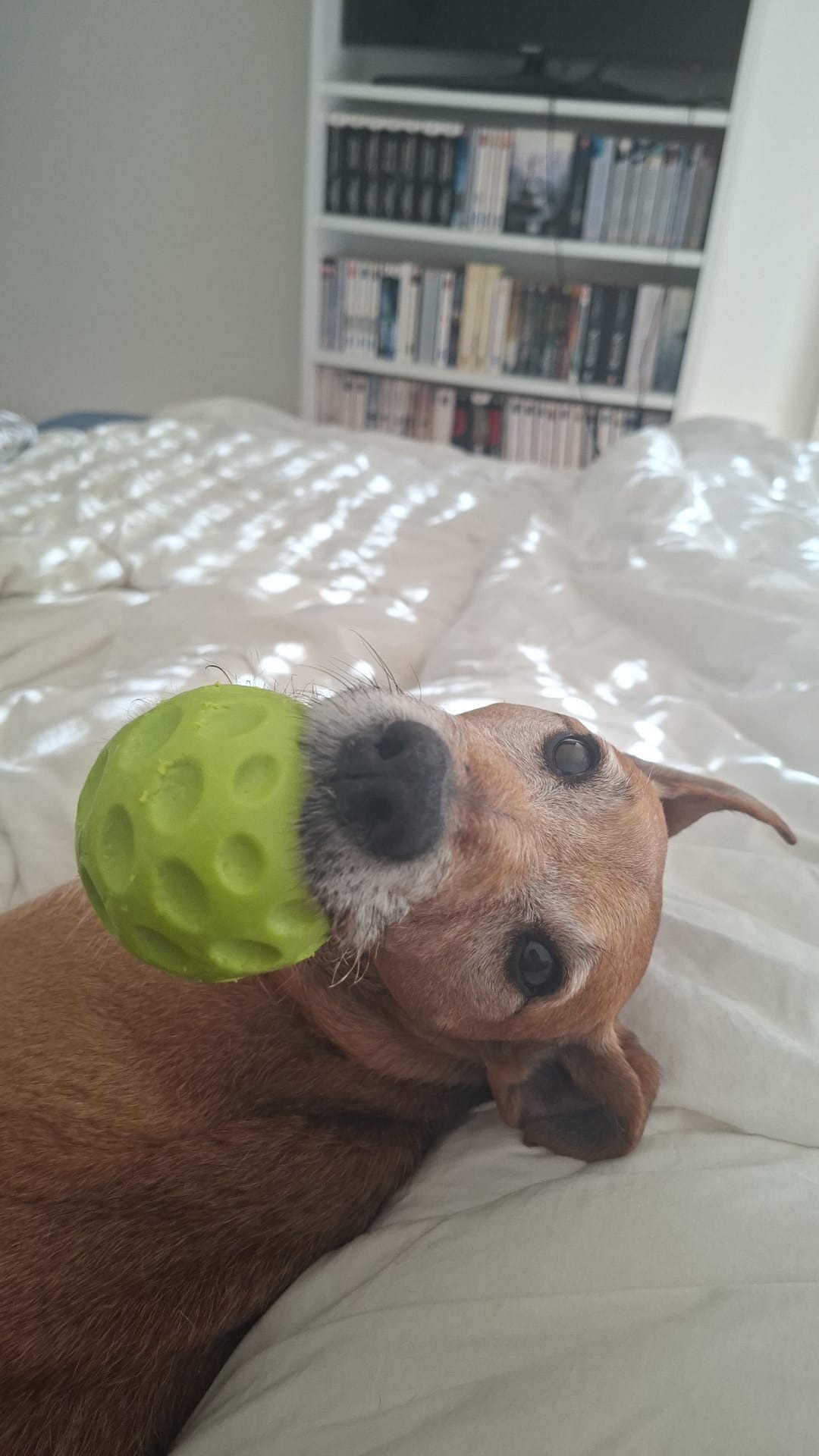 Photo de l'animal à adopté
