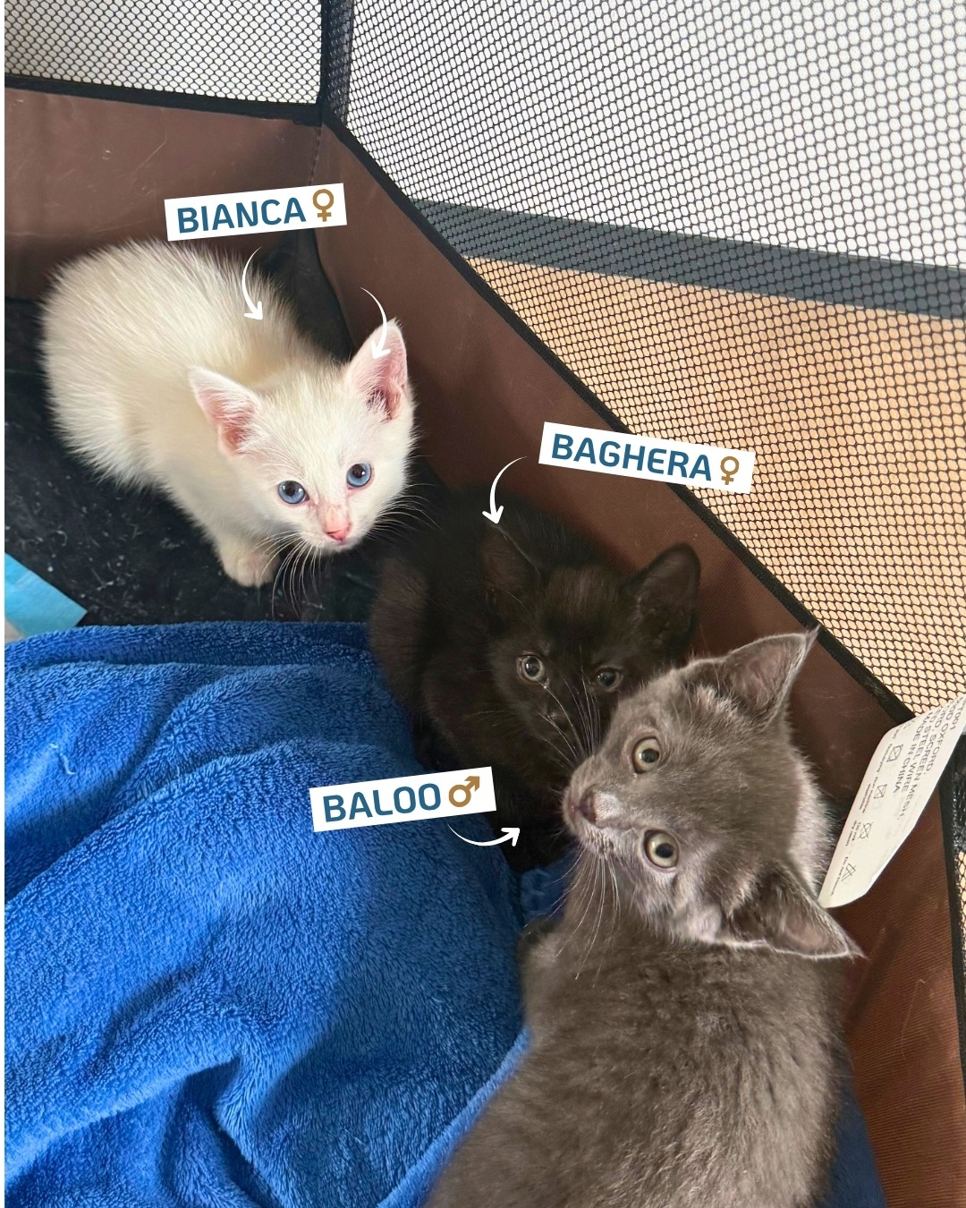 Photo de l'animal à adopté