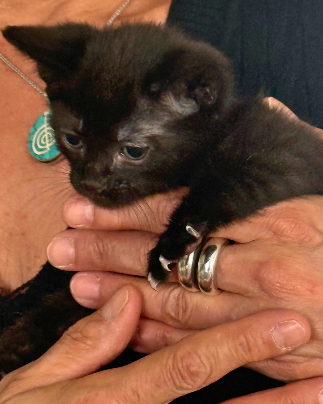 Photo de l'animal à adopté