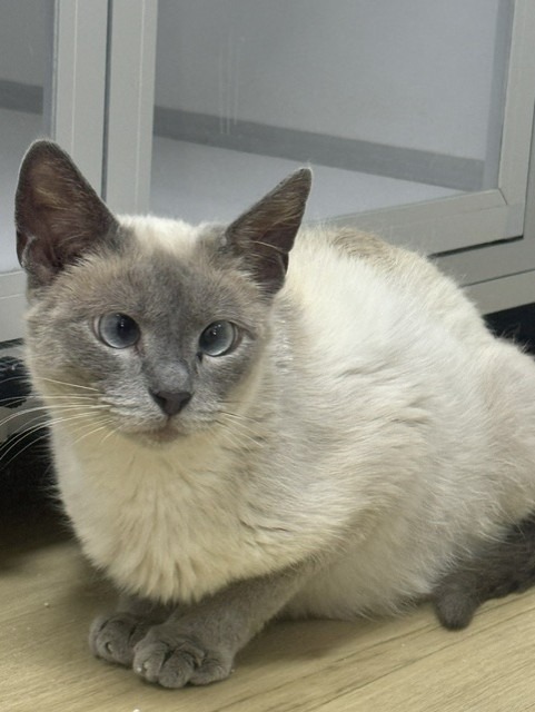 Photo de l'animal à adopté