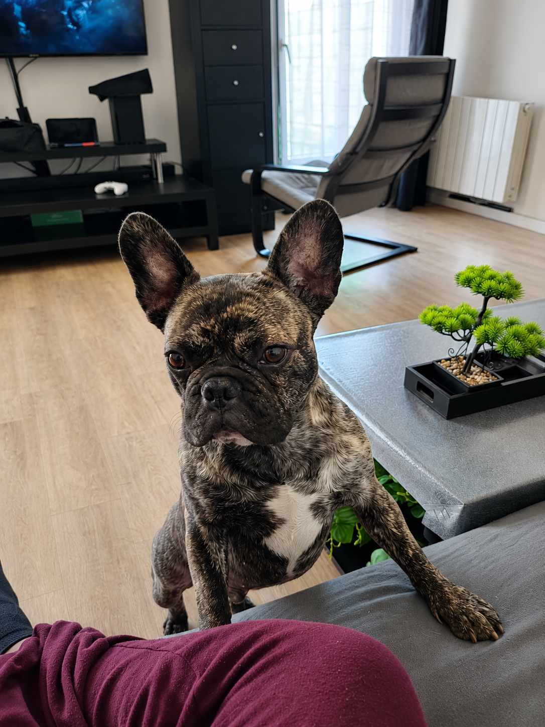 Photo de l'animal à adopté