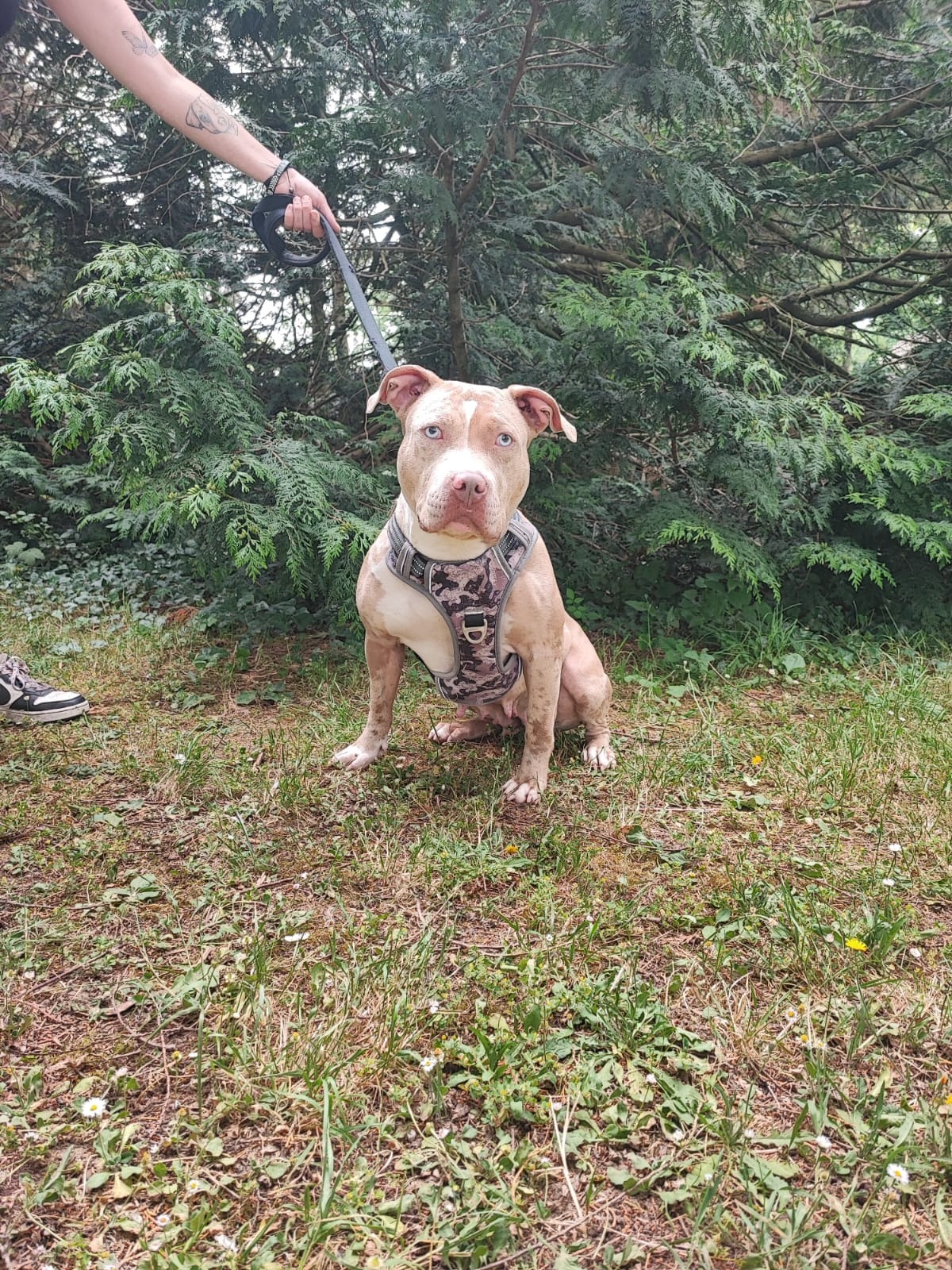 Photo de l'animal à adopté