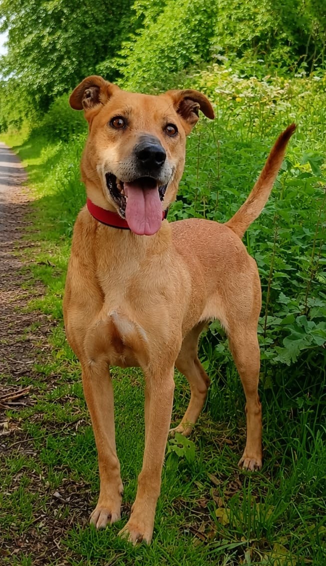 Photo de l'animal à adopté