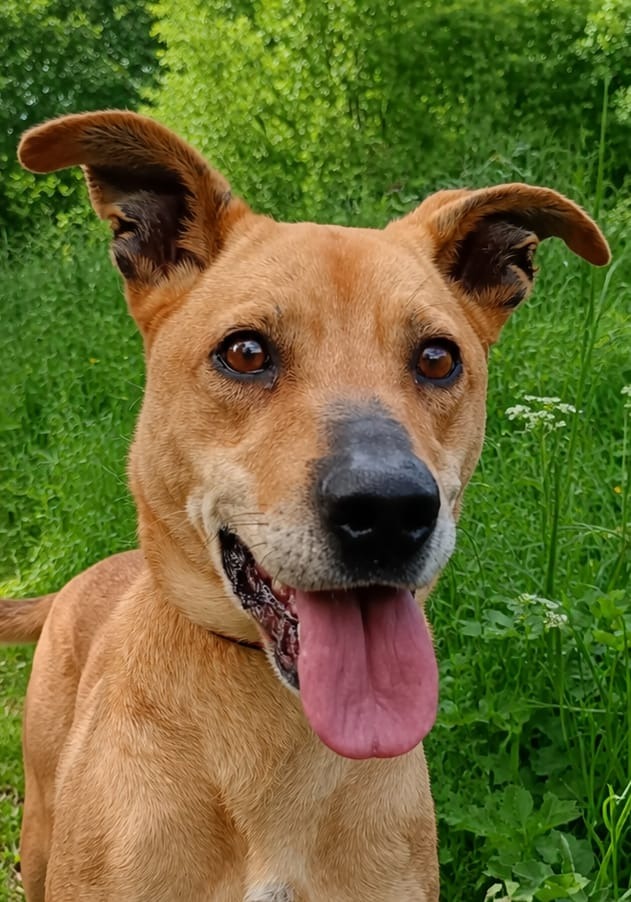 Photo de l'animal à adopté