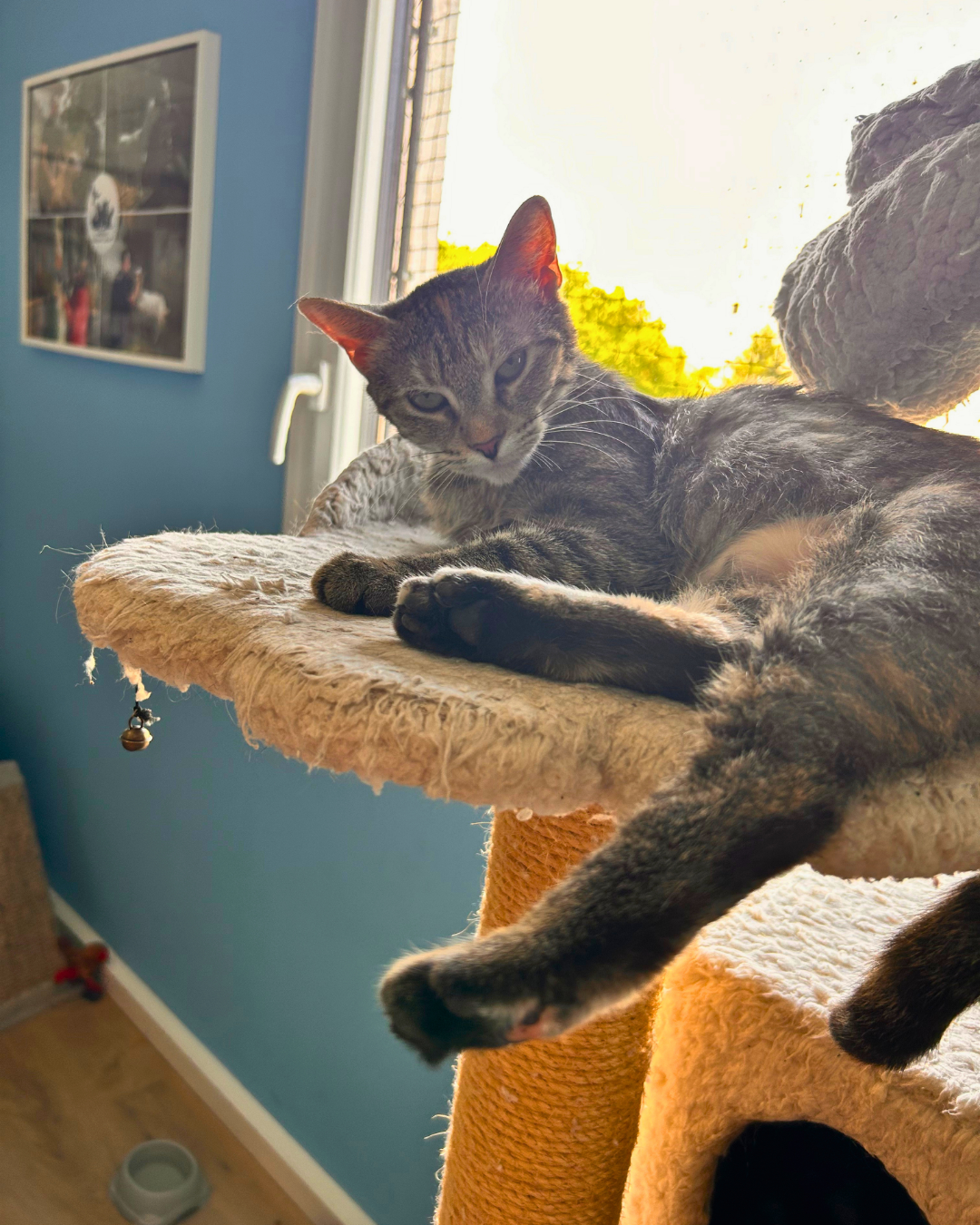 Photo de l'animal à adopté