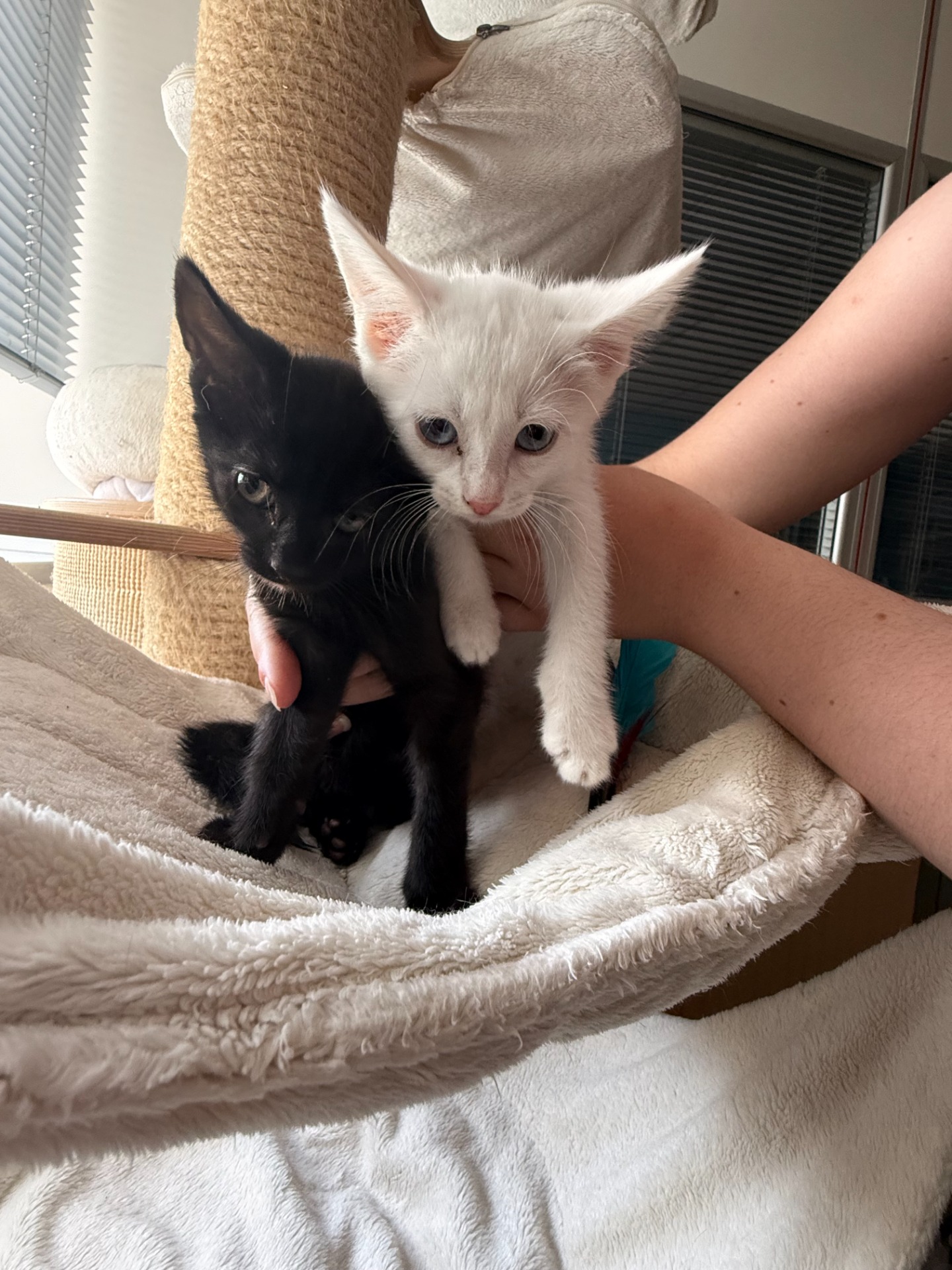 Photo de l'animal à adopté